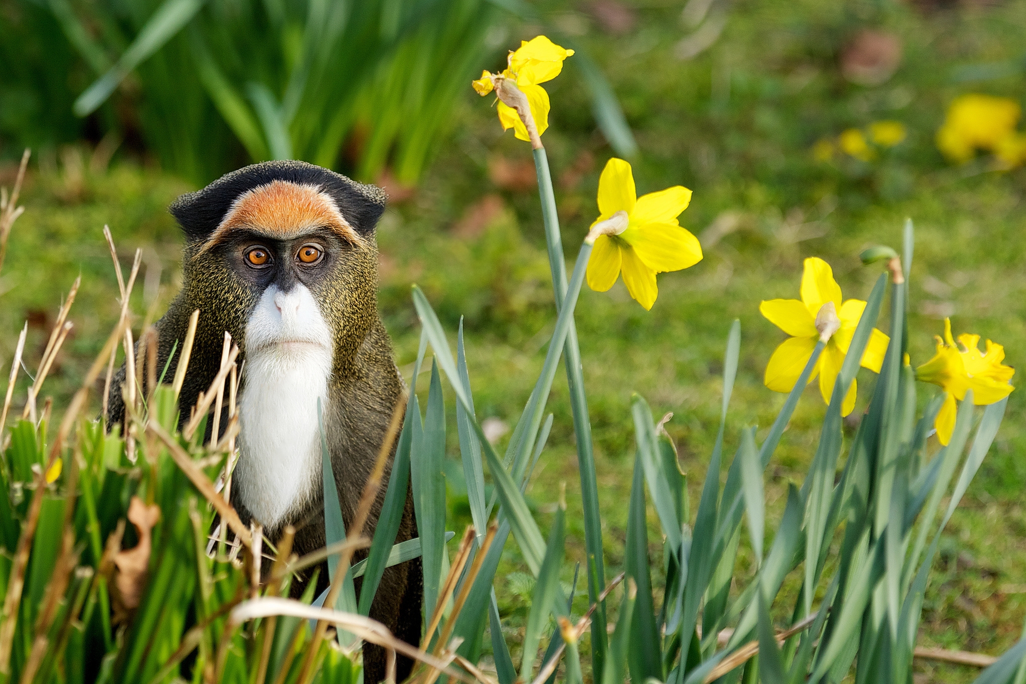 Laden Sie das Grass, Ein Affe, Natur, Affe, Blumen, Tiere-Bild kostenlos auf Ihren PC-Desktop herunter