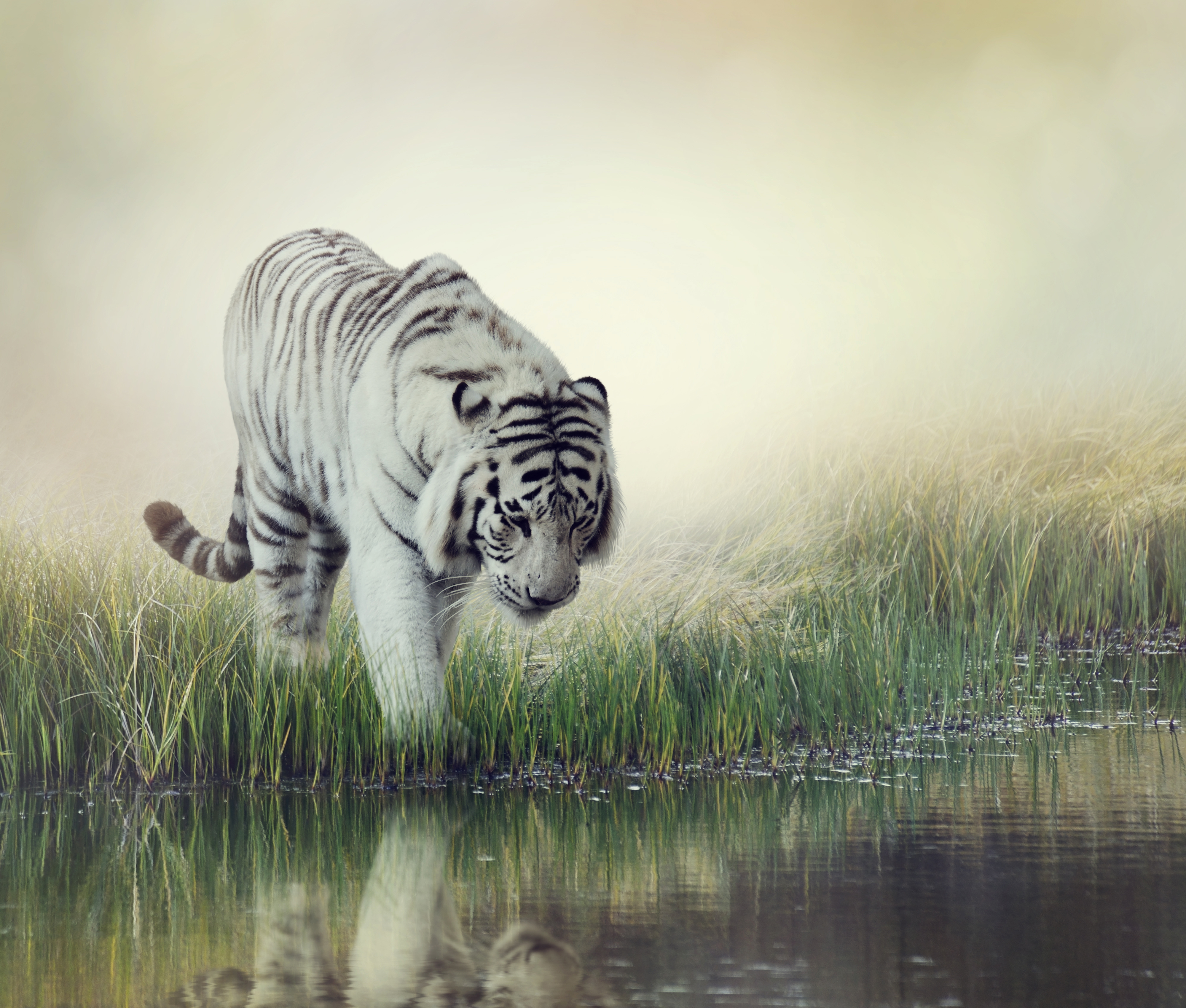 無料モバイル壁紙動物, 反射, 猫, 虎, ホワイトタイガーをダウンロードします。