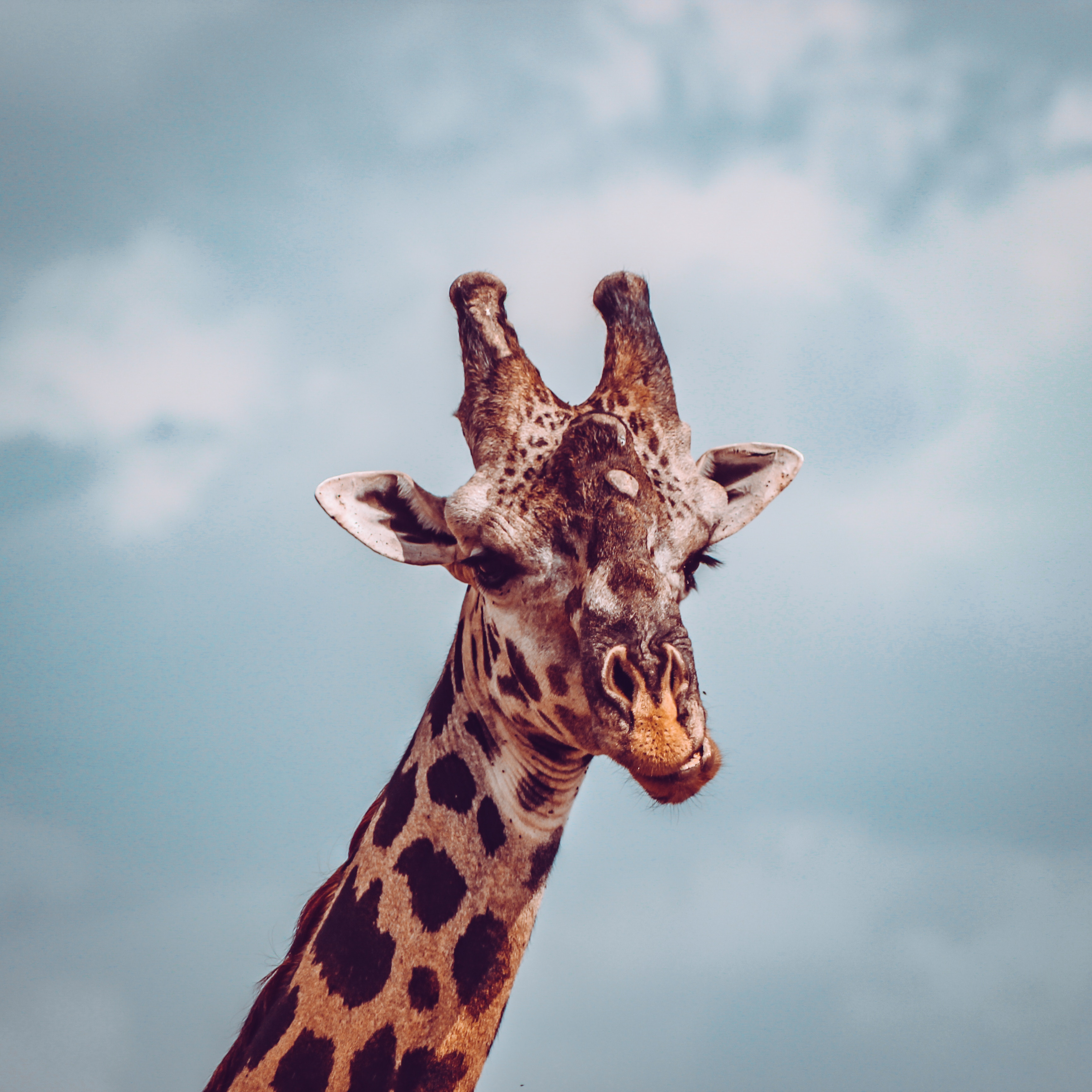 117549 Hintergrundbild herunterladen tiere, schnauze, cool, giraffe, unzufrieden - Bildschirmschoner und Bilder kostenlos