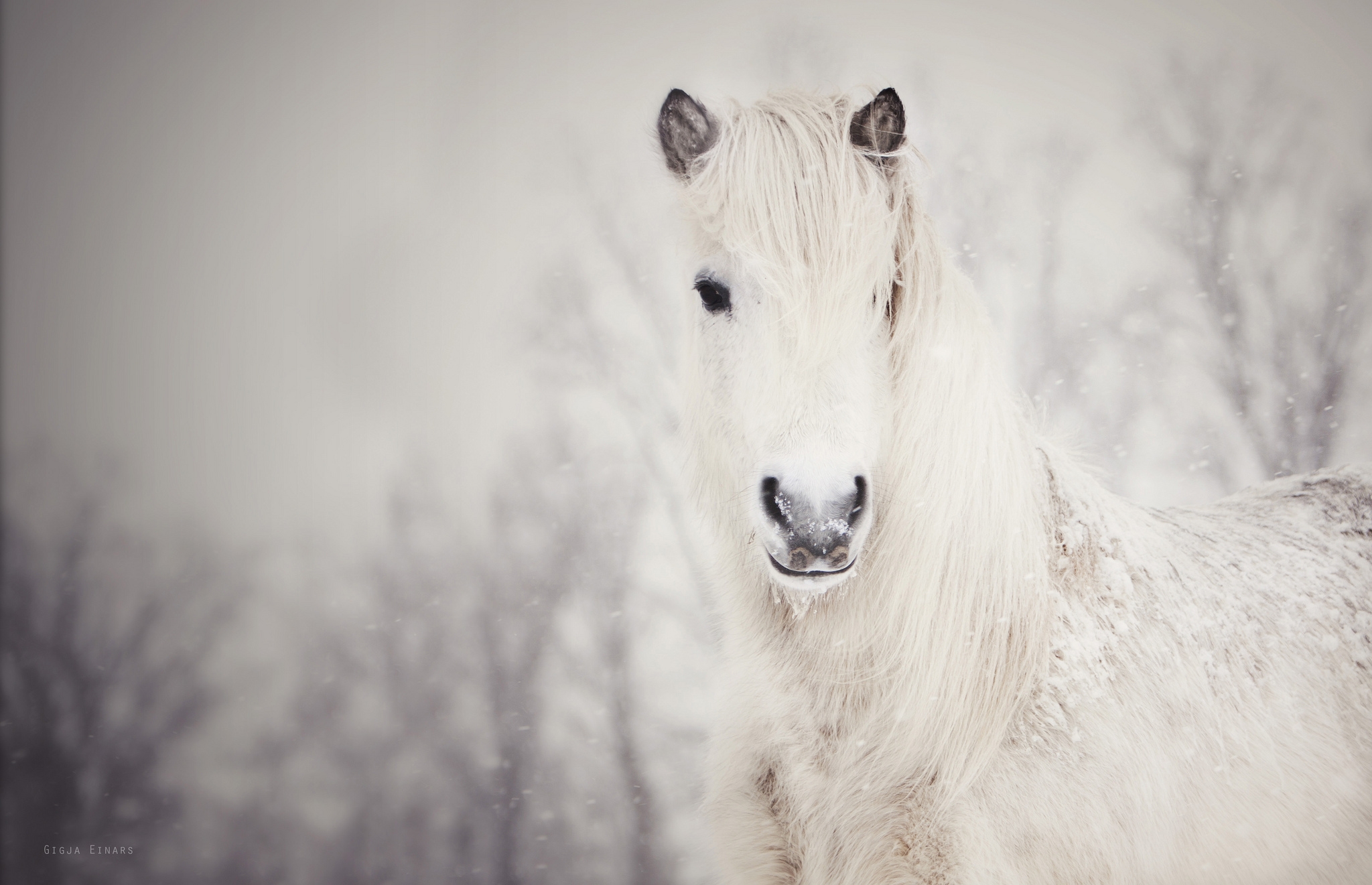 horse, animals, snow, white, snowy