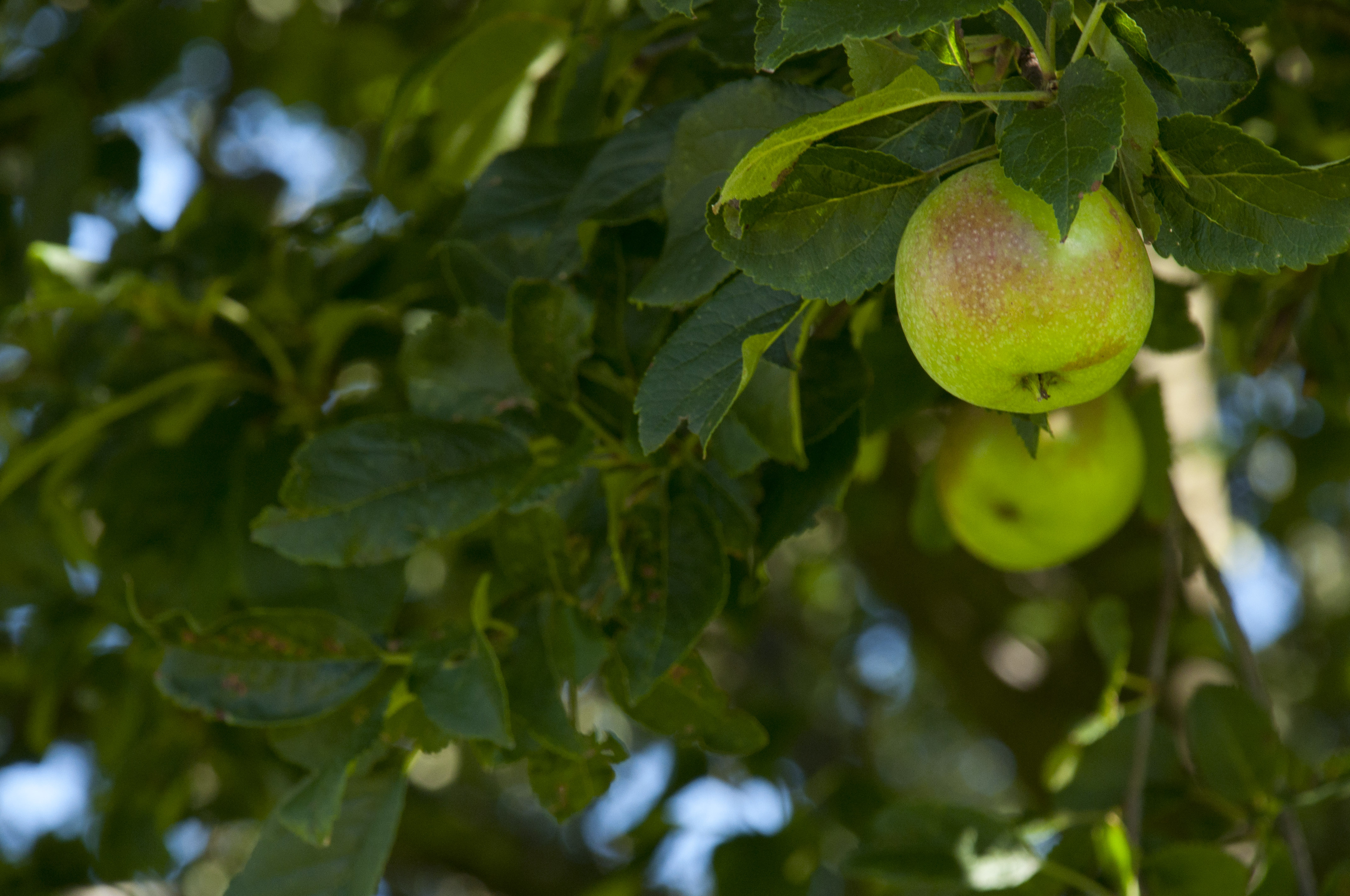 Laden Sie das Natur, Blätter, Äpfel, Geäst, Zweige, Die Frucht, Frucht-Bild kostenlos auf Ihren PC-Desktop herunter