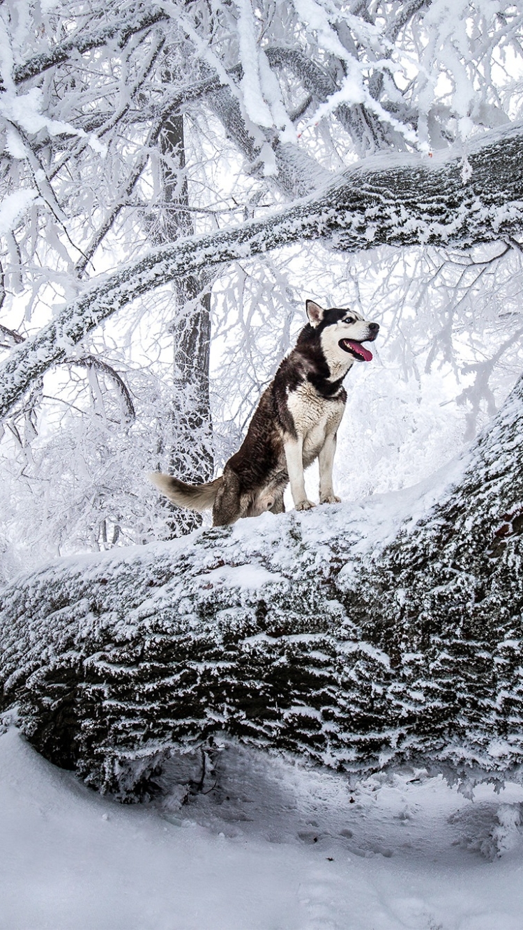 Husky On The Grass Ultra HD Desktop Background Wallpaper for 4K UHD TV :  Tablet : Smartphone