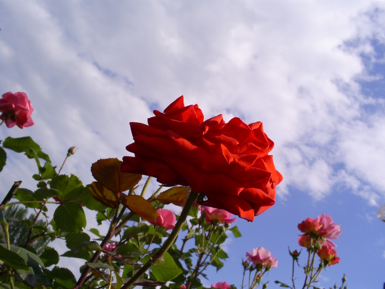 Скачать картинку Небо, Растения, Цветы, Розы в телефон бесплатно.