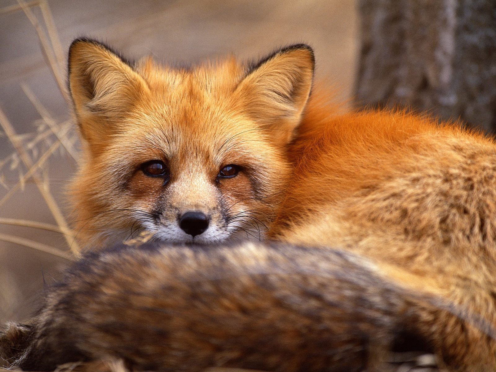 fox, animals, grass, to lie down, lie, muzzle, wool phone wallpaper