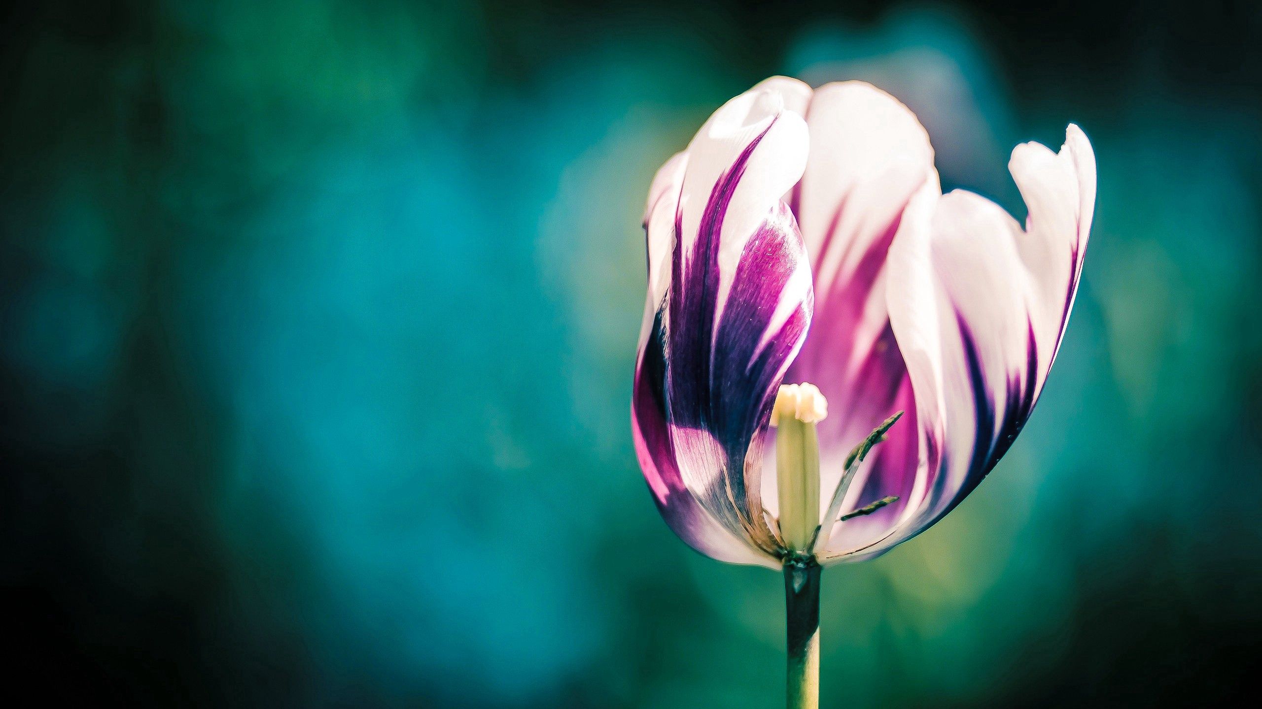 tulips, macro, petals, stripes, streaks, stem, stalk download HD wallpaper