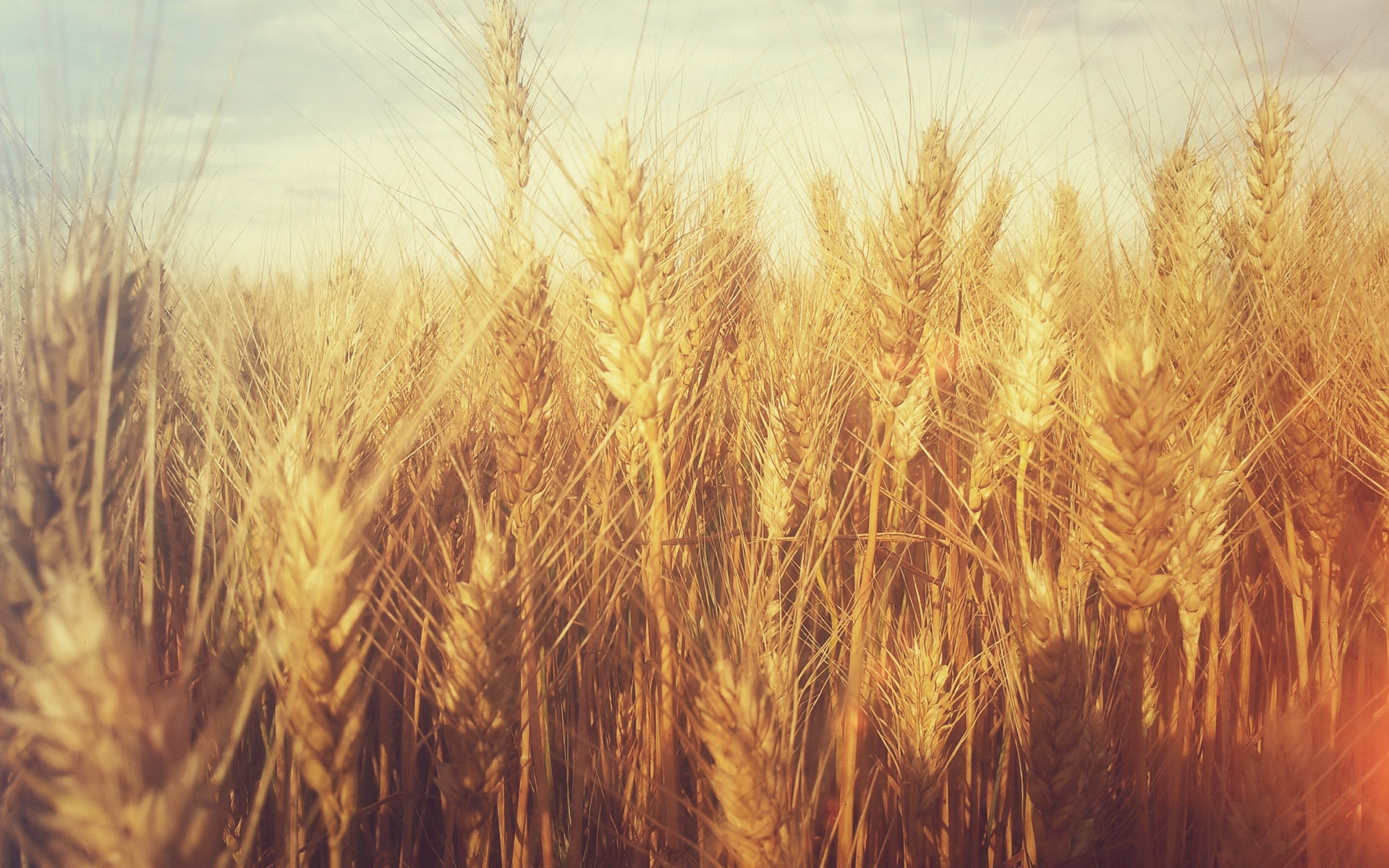 Колосья пшеницы фото