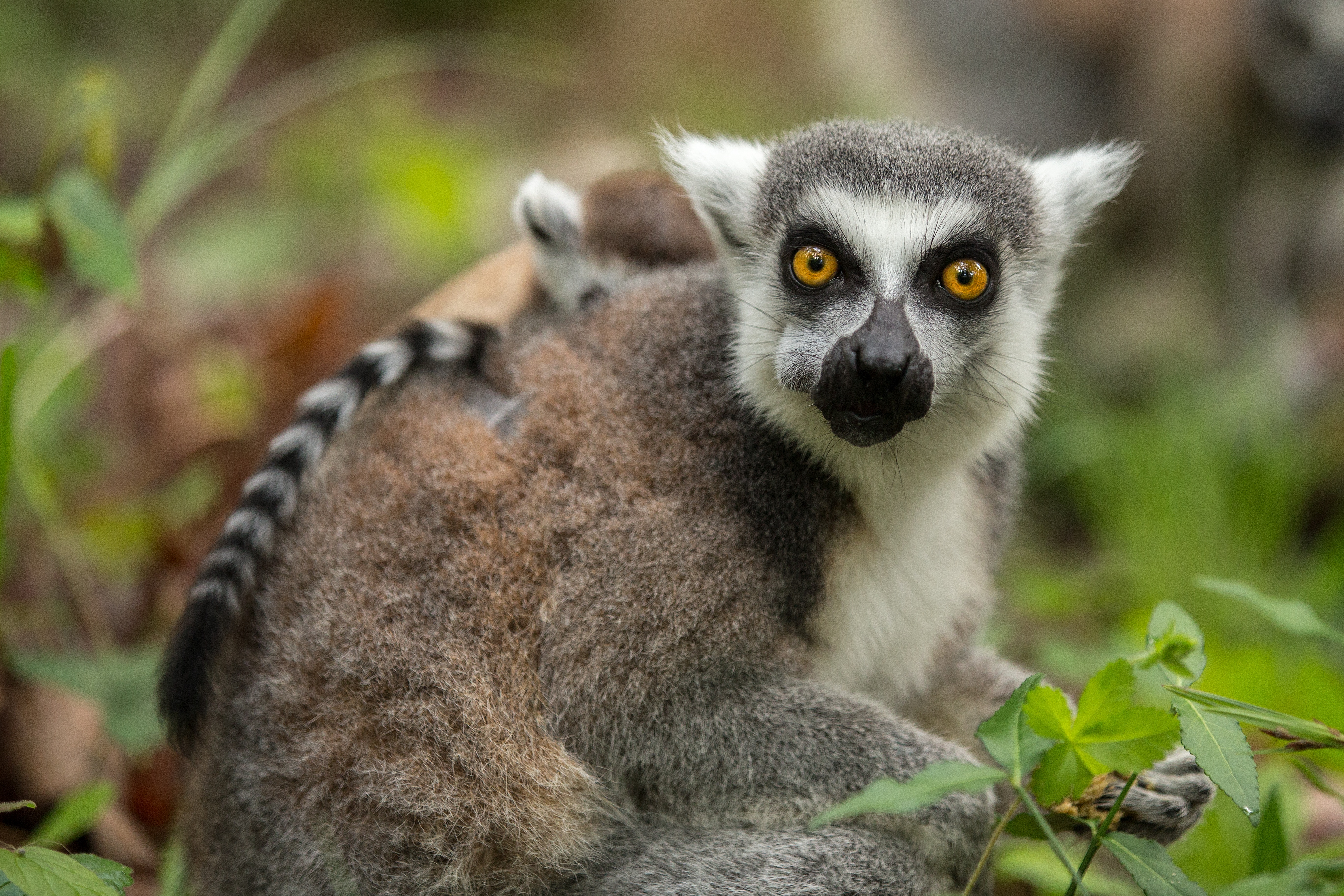 animals, food, grass, young, lemur, joey wallpaper for mobile