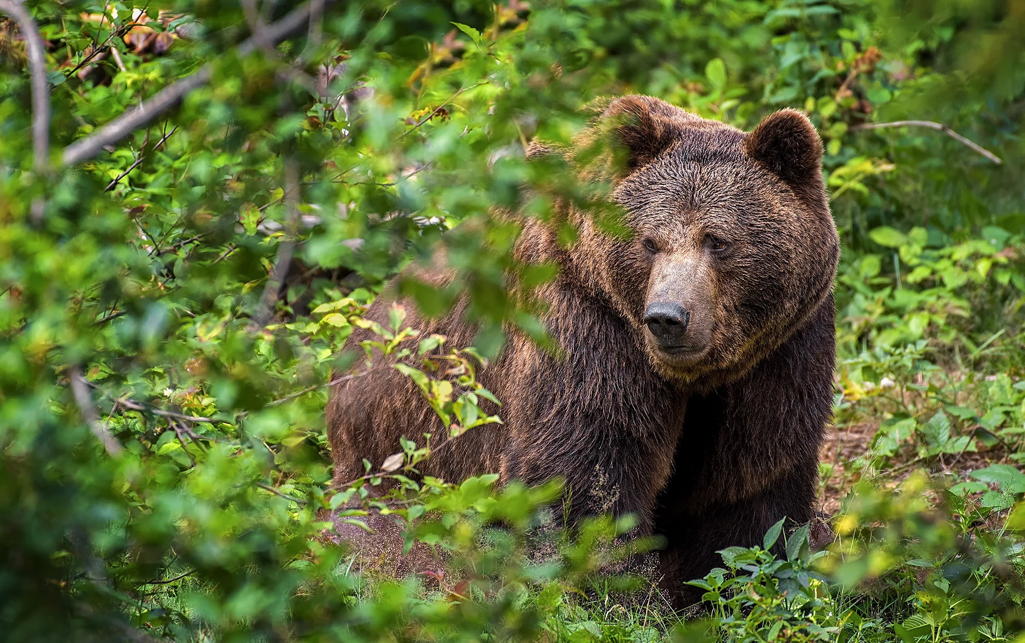 Питание медведя. Медведь в малиннике. Бурый медведь портрет. Что едят медведи в лесу. Медвежонок в кустах.