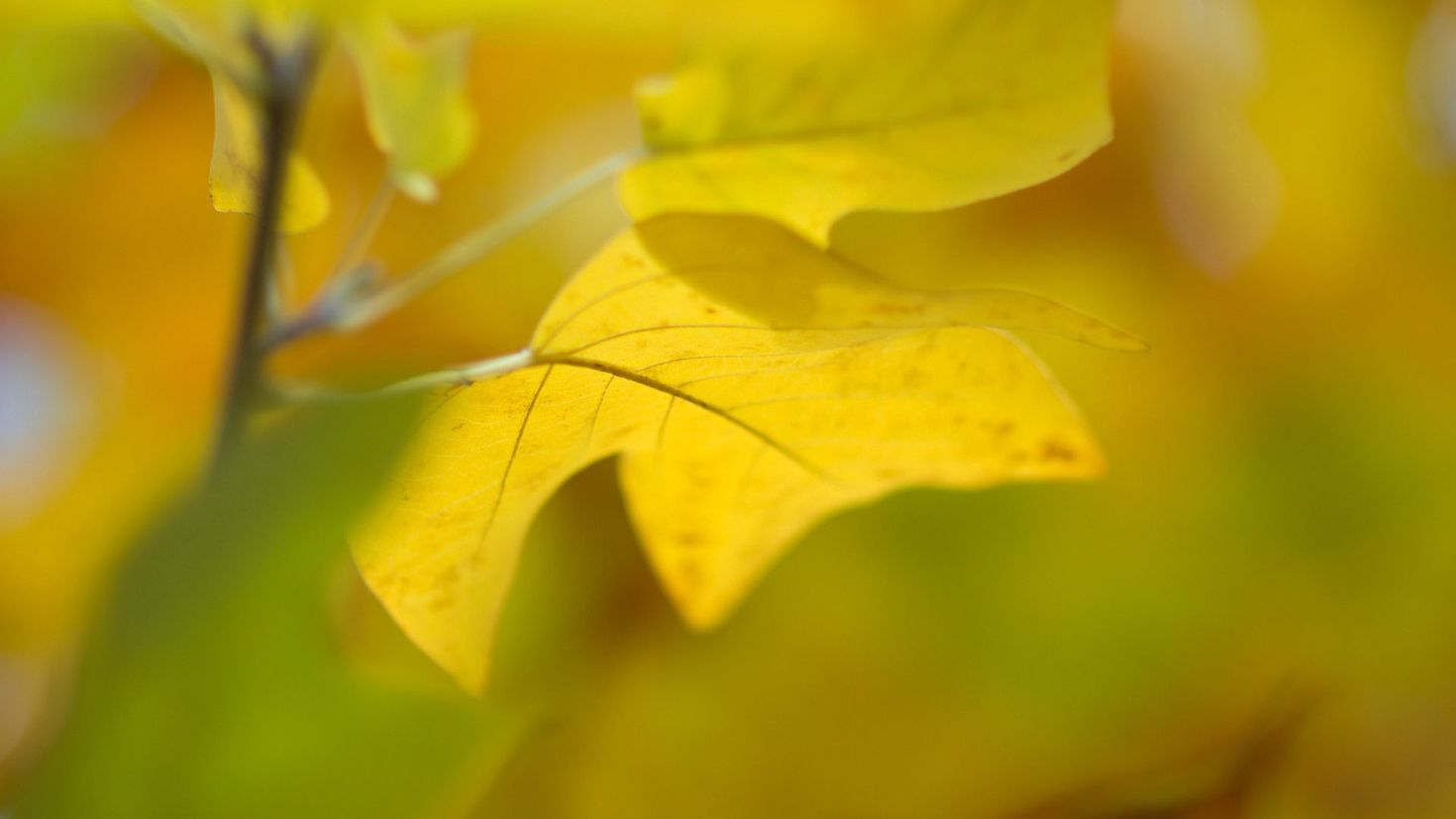 Осень желто зеленые листья