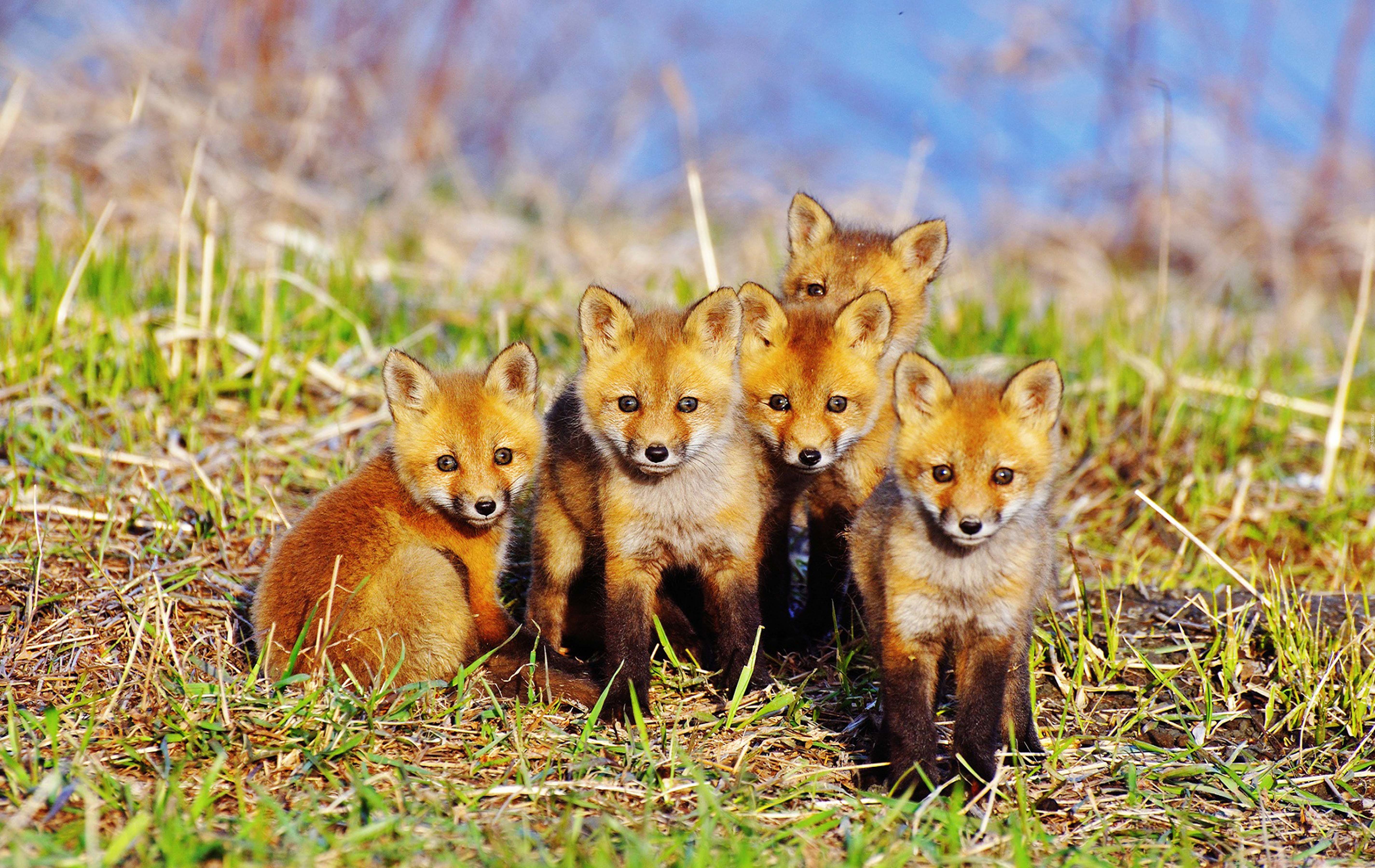fox, grass, animals, sit, young, cubs, lots of, multitude