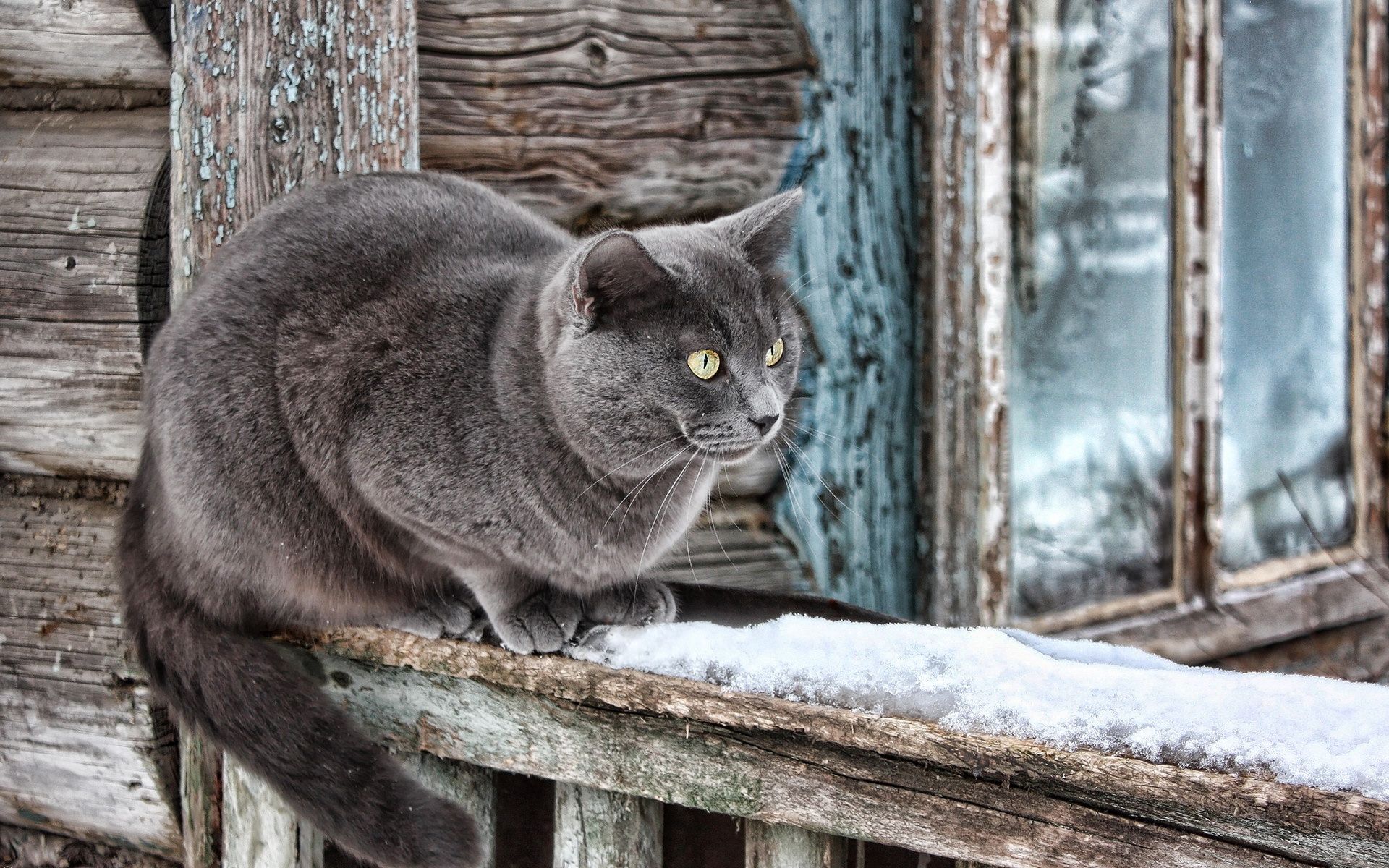 толстый кот на скамейке