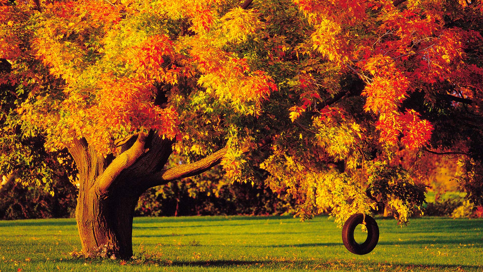 earth, tree, fall, swing, tire, trees HD wallpaper