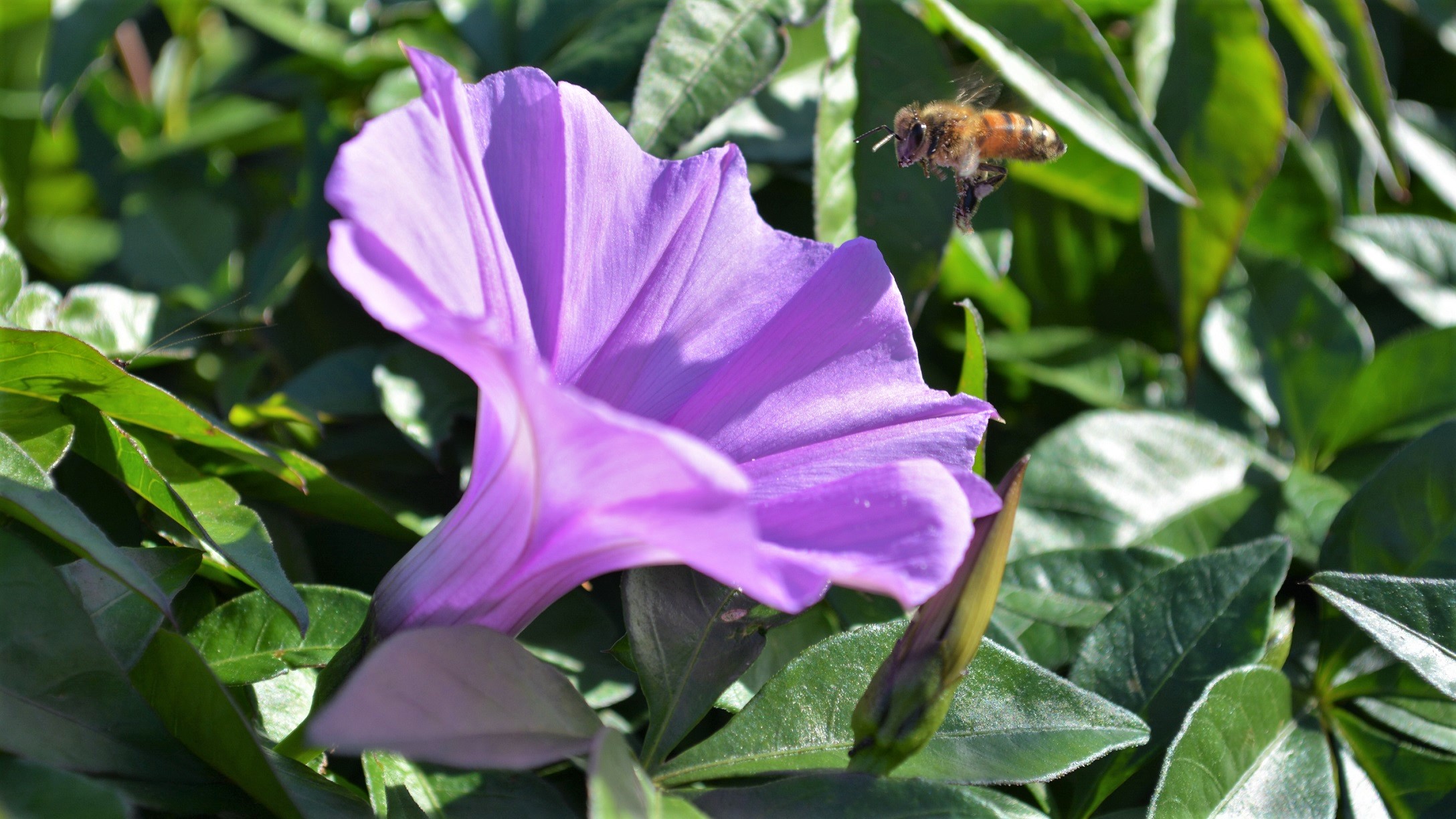 417758 скачать обои животные, пчела, цветок, насекомое, утренняя слава, фиолетовый цветок, полевой цветок, насекомые - заставки и картинки бесплатно