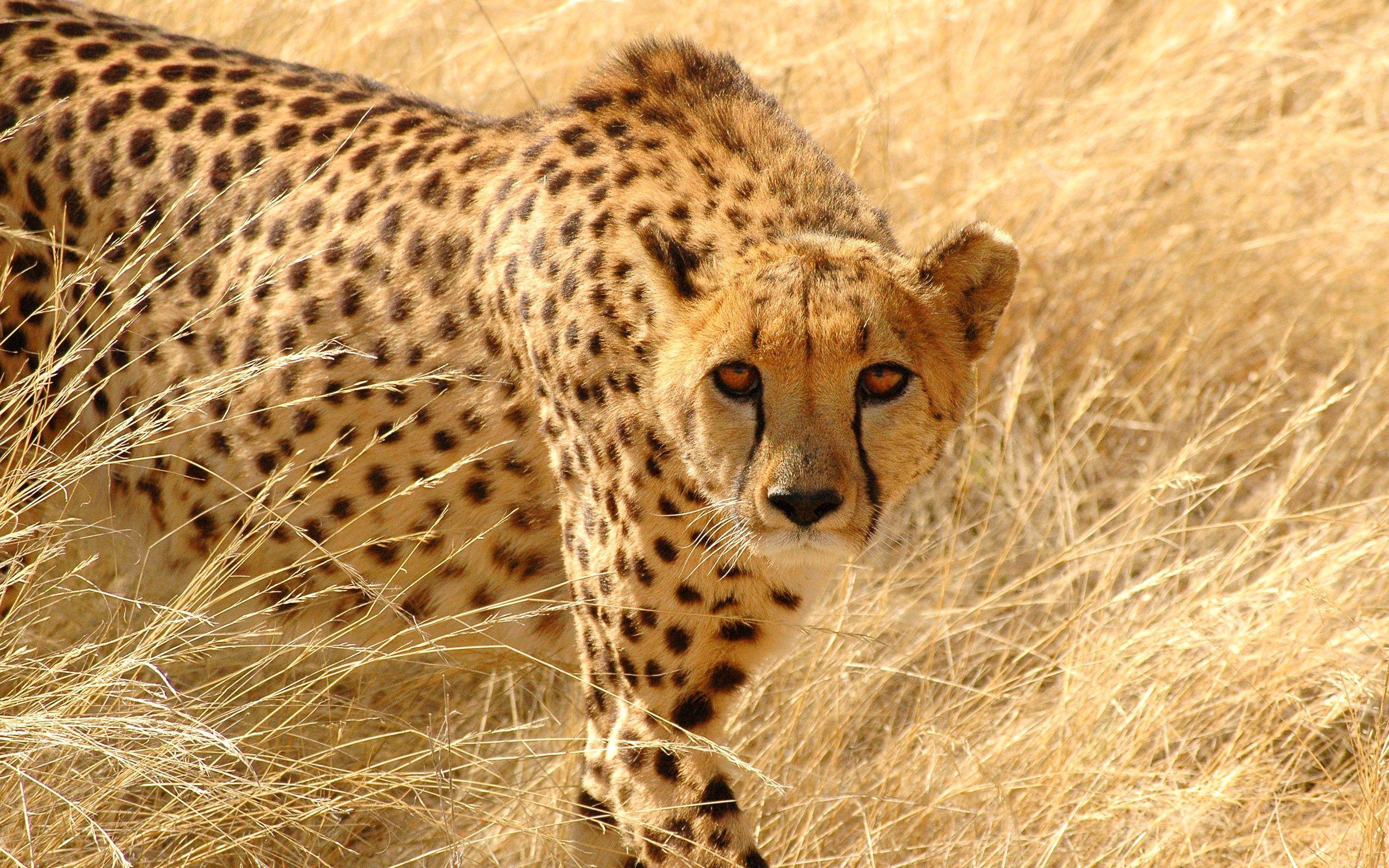 cheetah, hunting, animals, grass, sight, opinion, hunt, attentive
