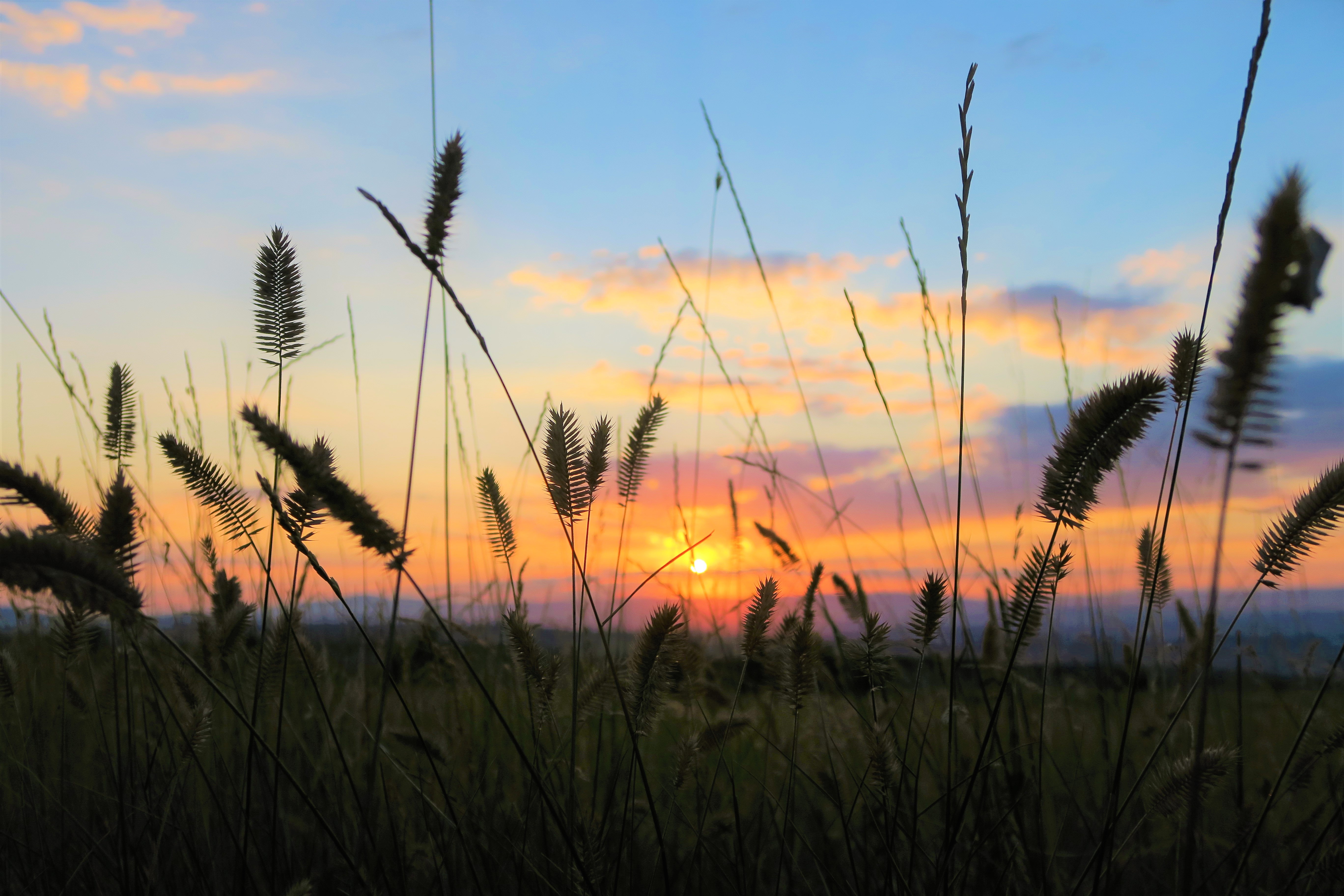 sunset, nature, grass, field