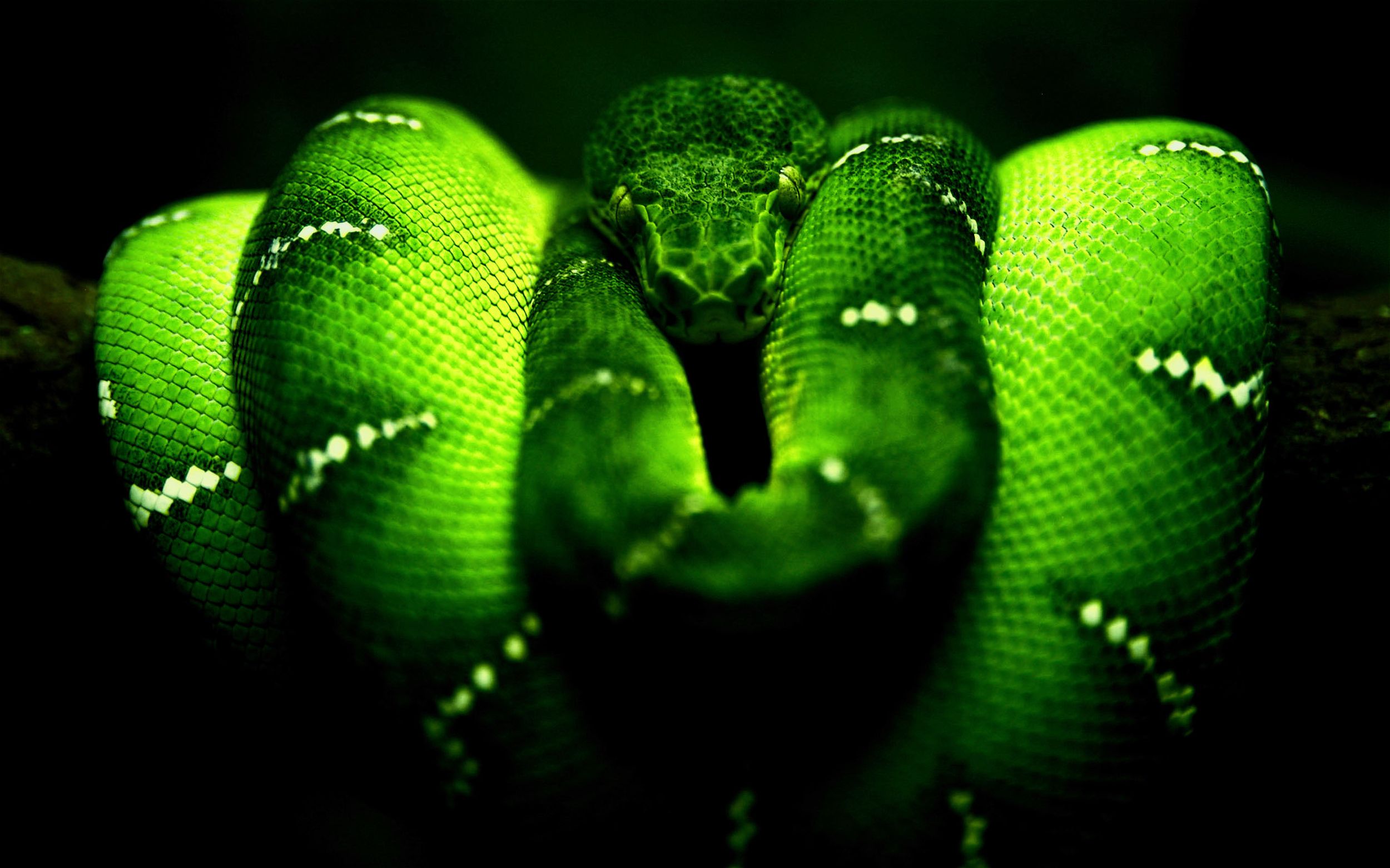 Змея питон черно зеленый