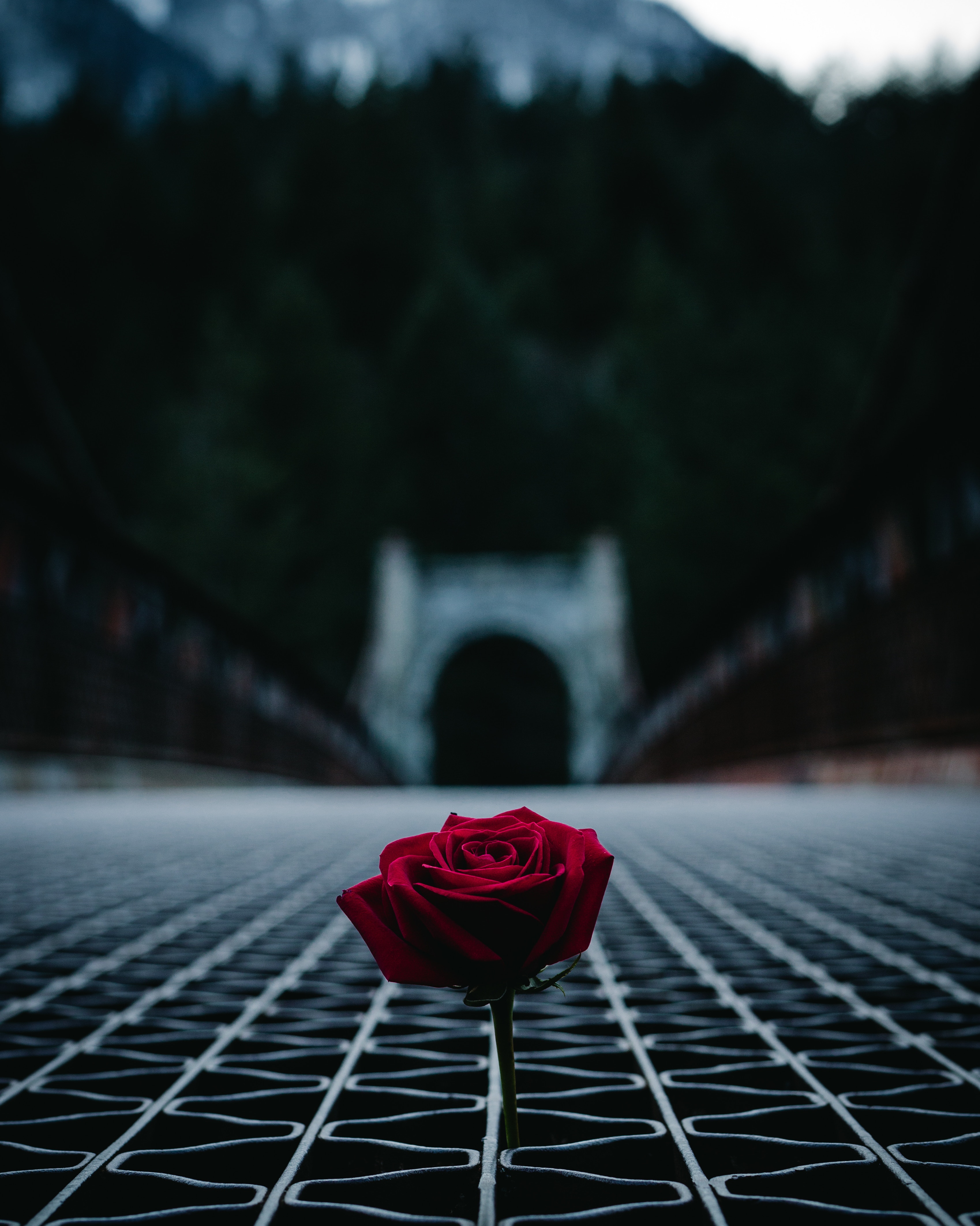 flowers, red, rose flower, rose, blur, smooth, floor, lattice, latticed High Definition image