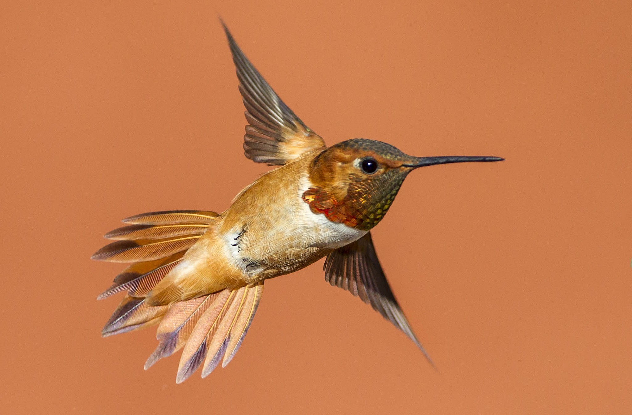 349062 Hintergrundbild herunterladen tiere, kolibri, flug, vögel - Bildschirmschoner und Bilder kostenlos
