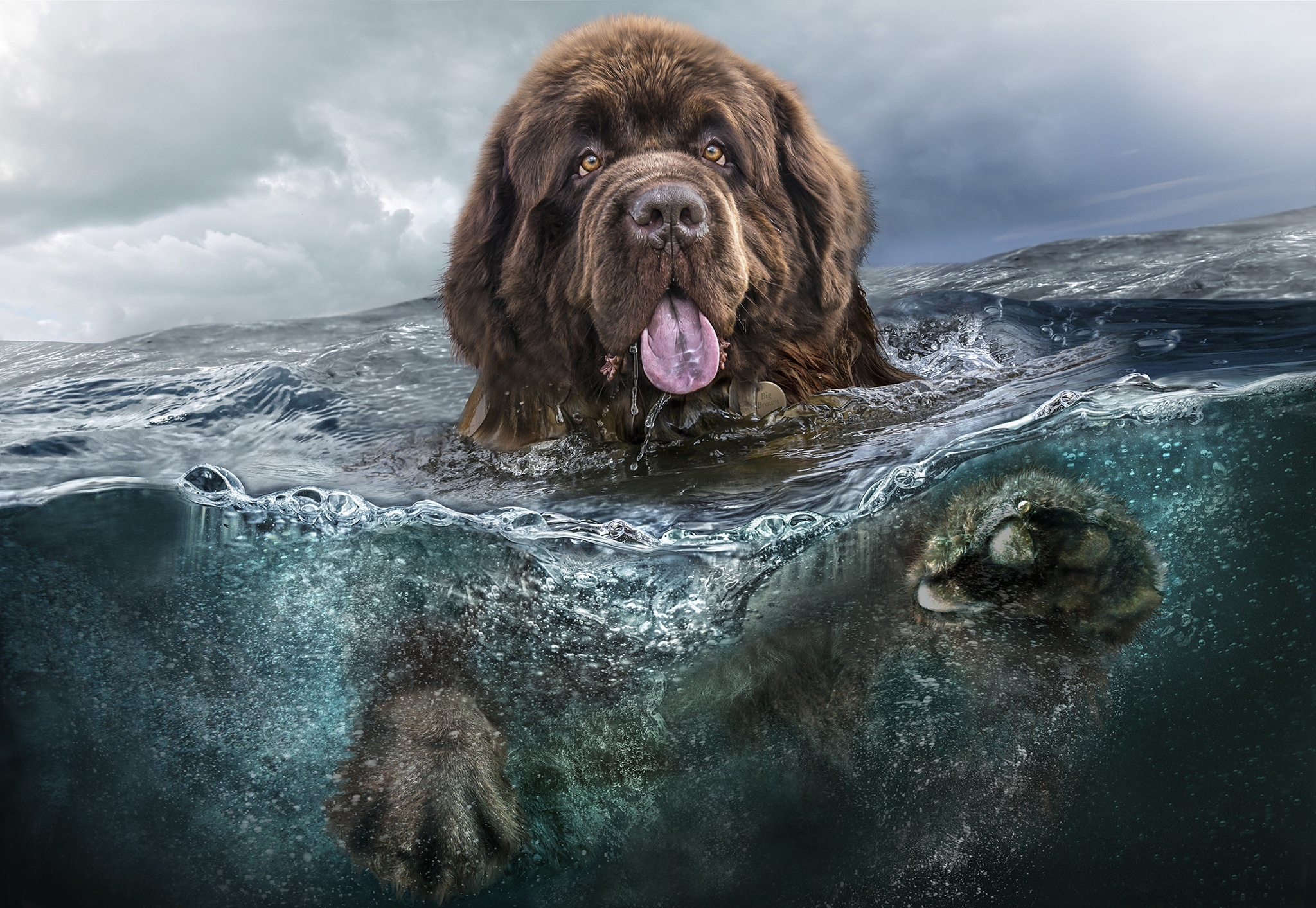 Laden Sie das Schwimmen, Sprache, Zunge, Tiere, Wasser, Hund, Sea-Bild kostenlos auf Ihren PC-Desktop herunter