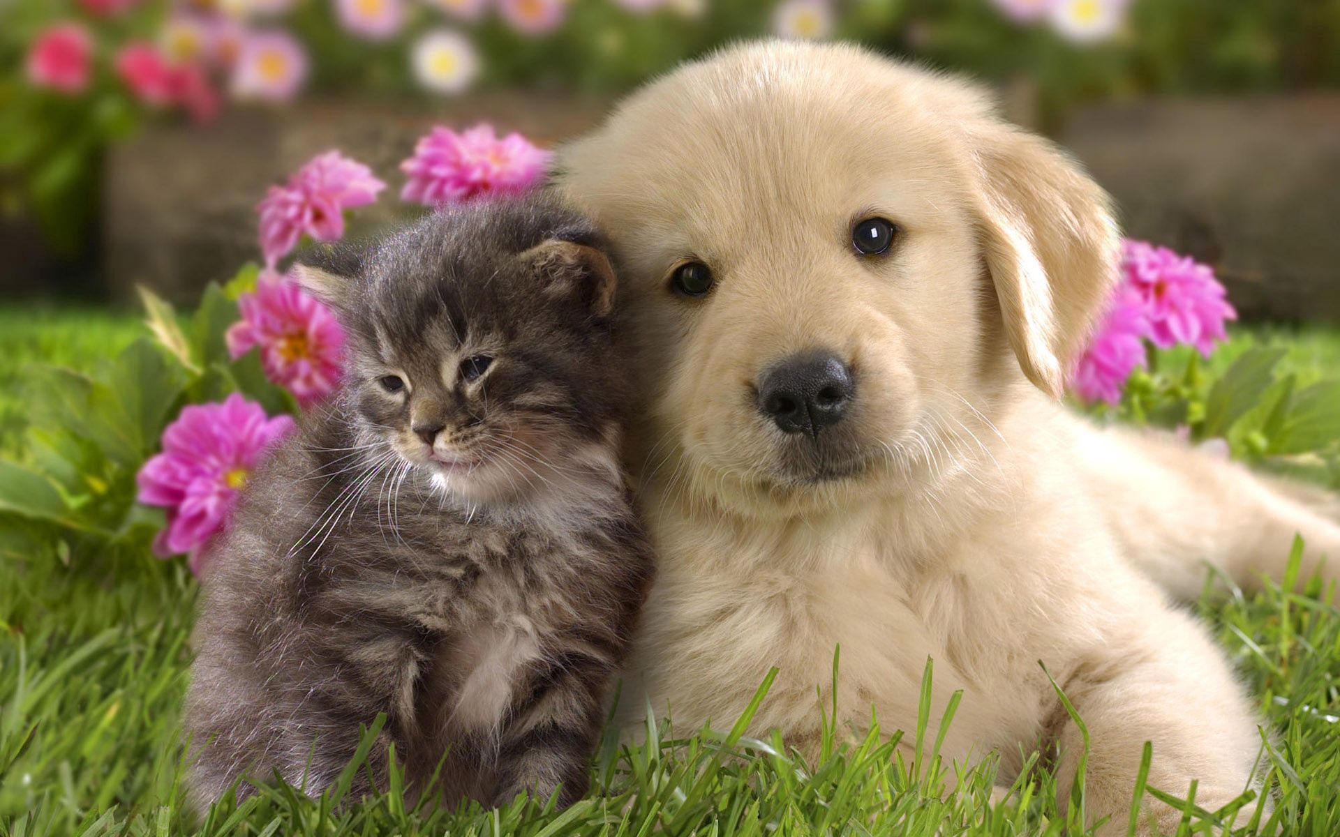 Mobile wallpaper kitty, flowers, couple, kitten, pair, animals, grass, friendship, puppy