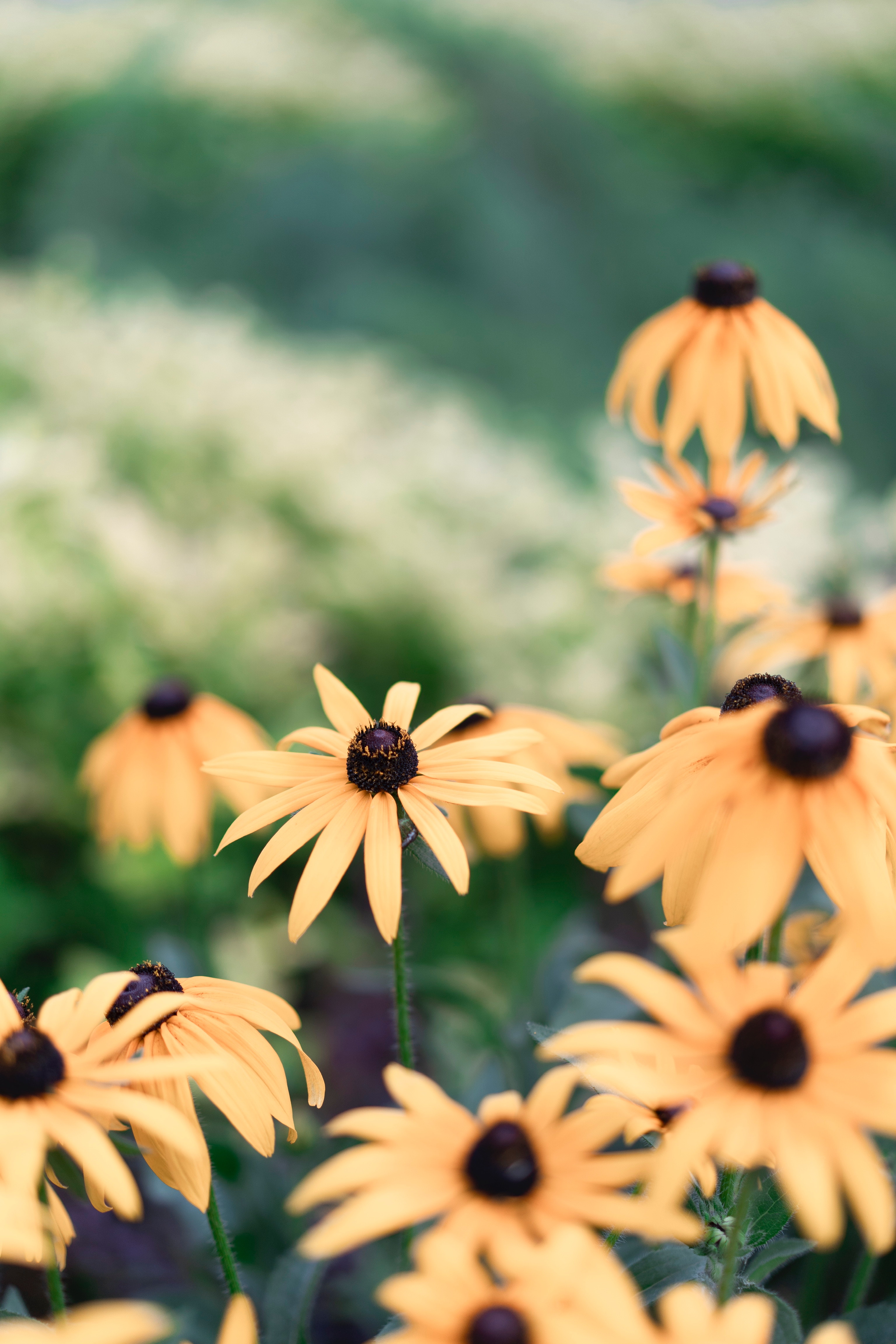 yellow, flowers, plant, bloom, flowering, echinacea wallpapers for tablet