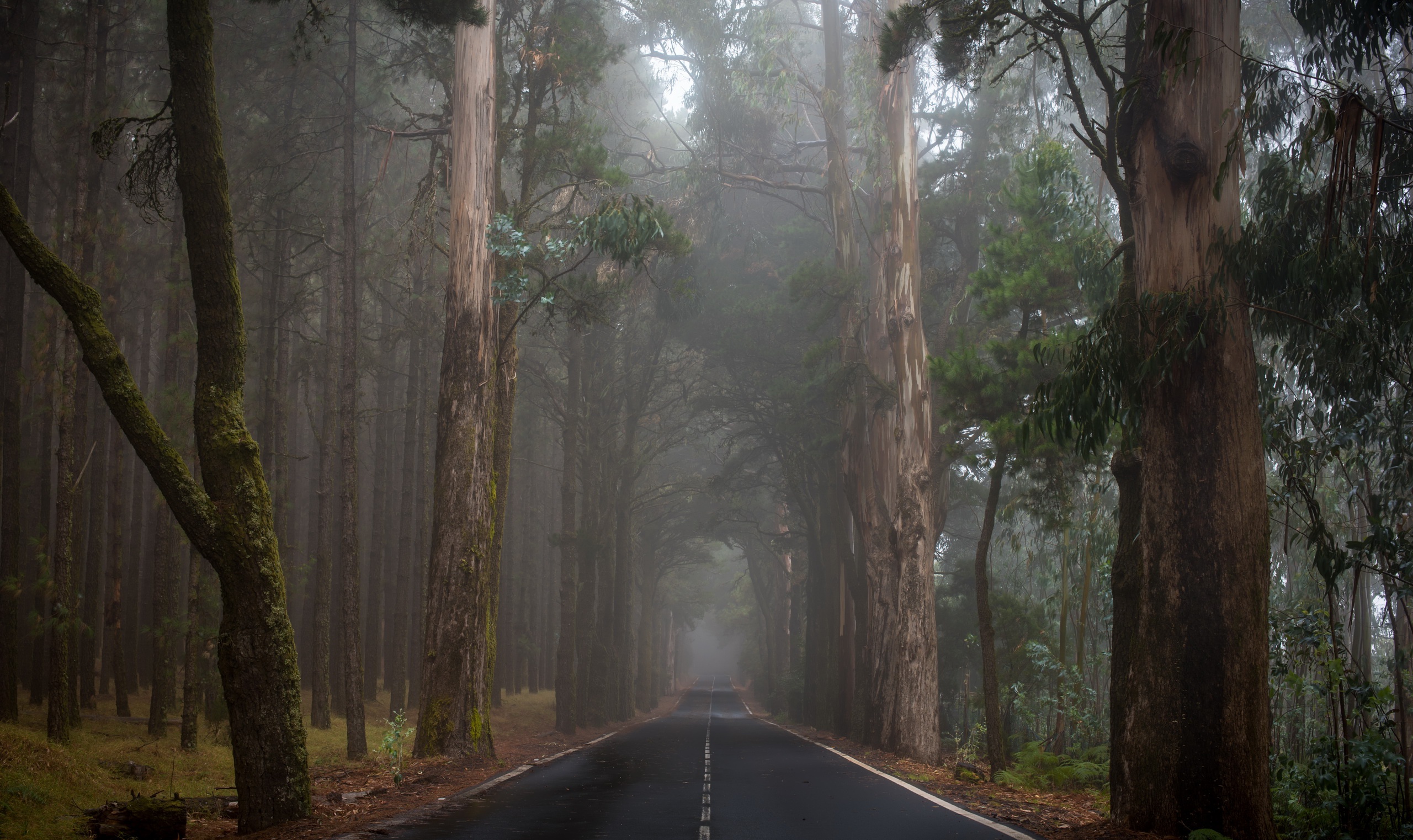 Туманный лес с дорогой