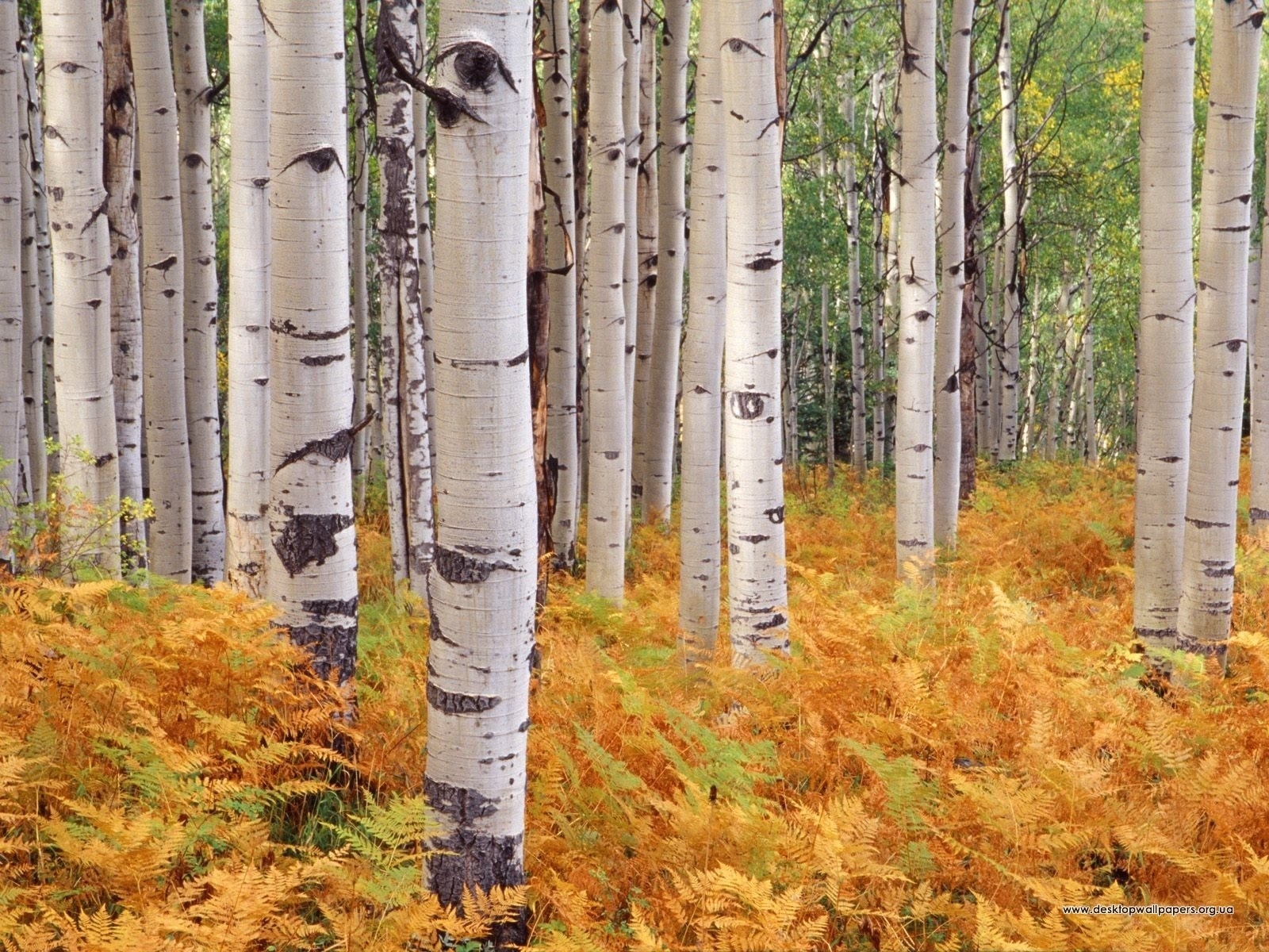 landscape, trees, autumn, birches Full HD