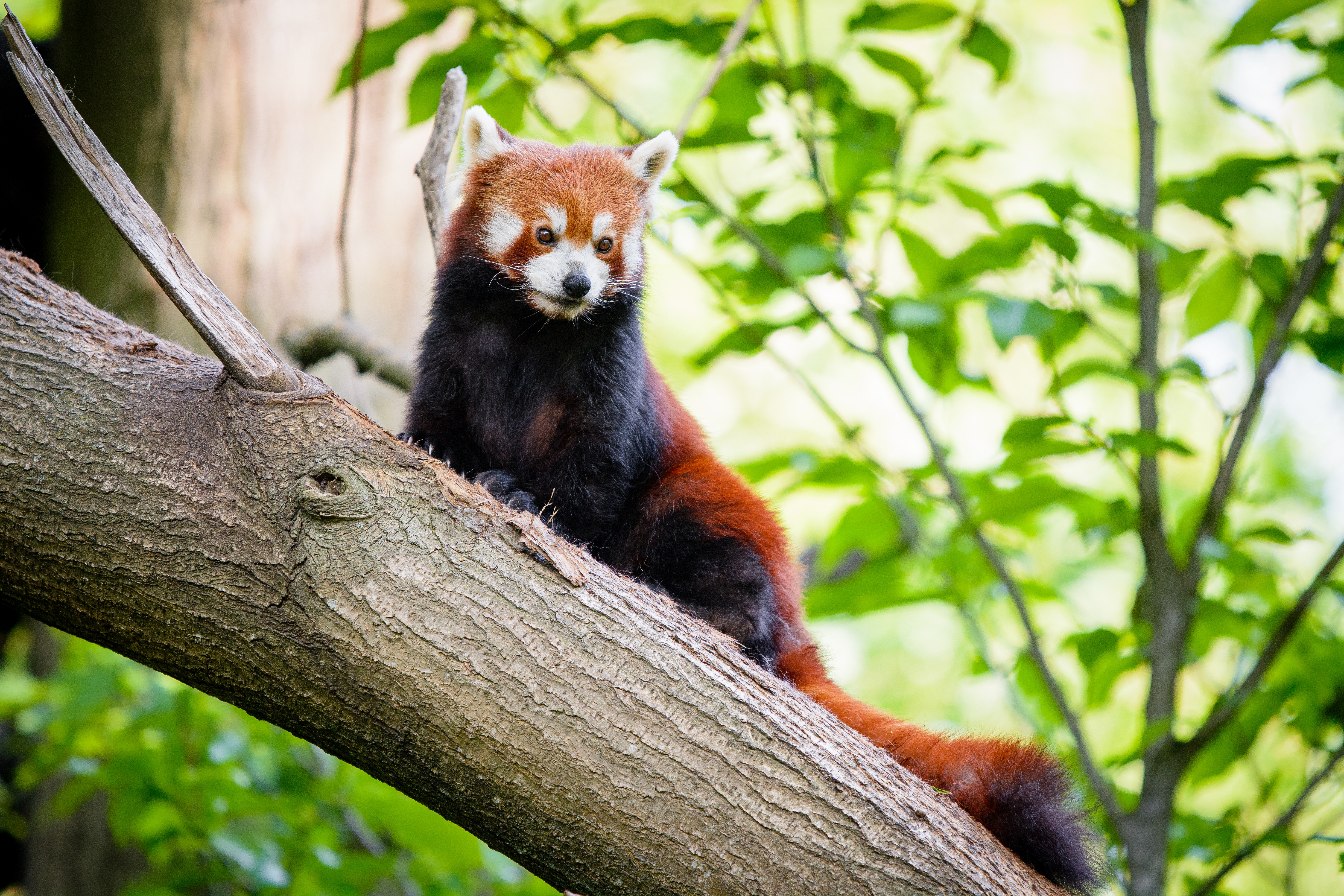 Download mobile wallpaper Tree, Sweetheart, Animals, Wood, Nice, Red Panda, Panda for free.