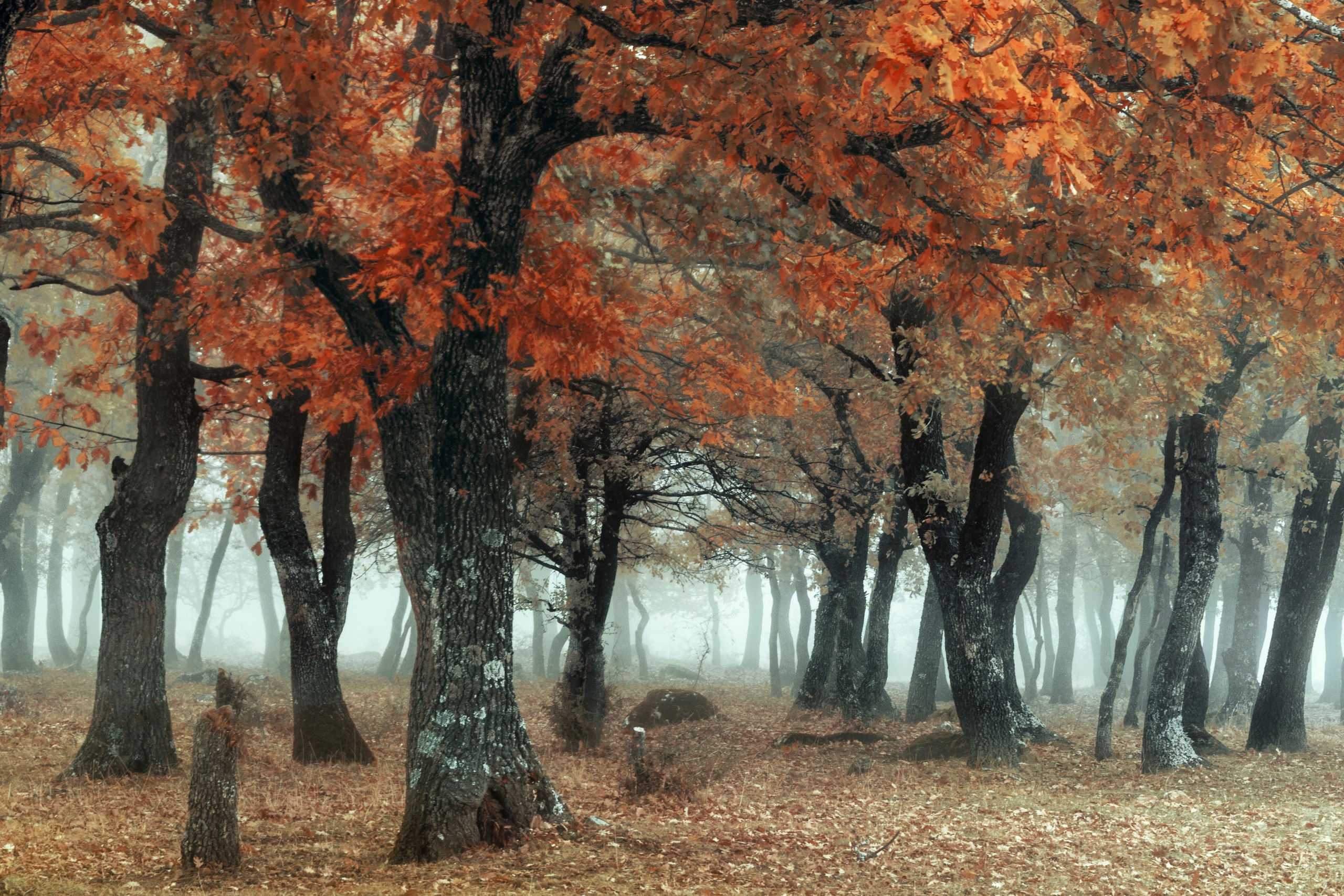 Осенний пасмурный лес