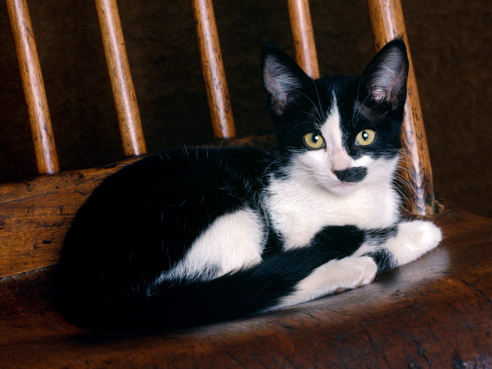 Беспородная кошка чёрная с белым пятном