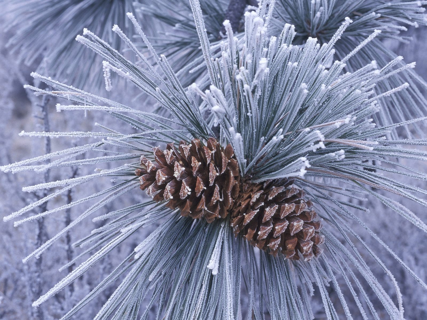 Download mobile wallpaper Plants, Cones, Pine for free.