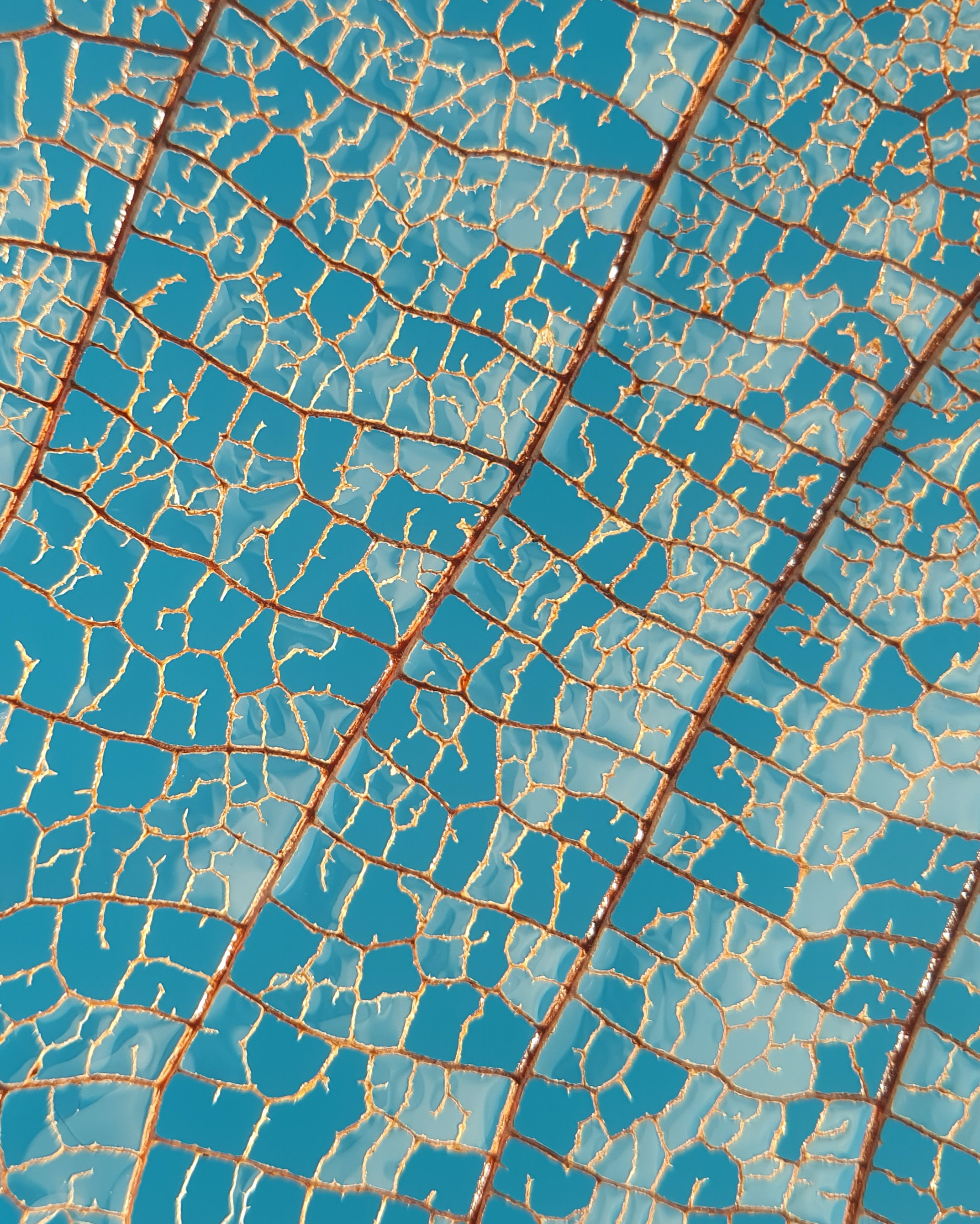 veins, sky, macro, sheet, leaf HD wallpaper