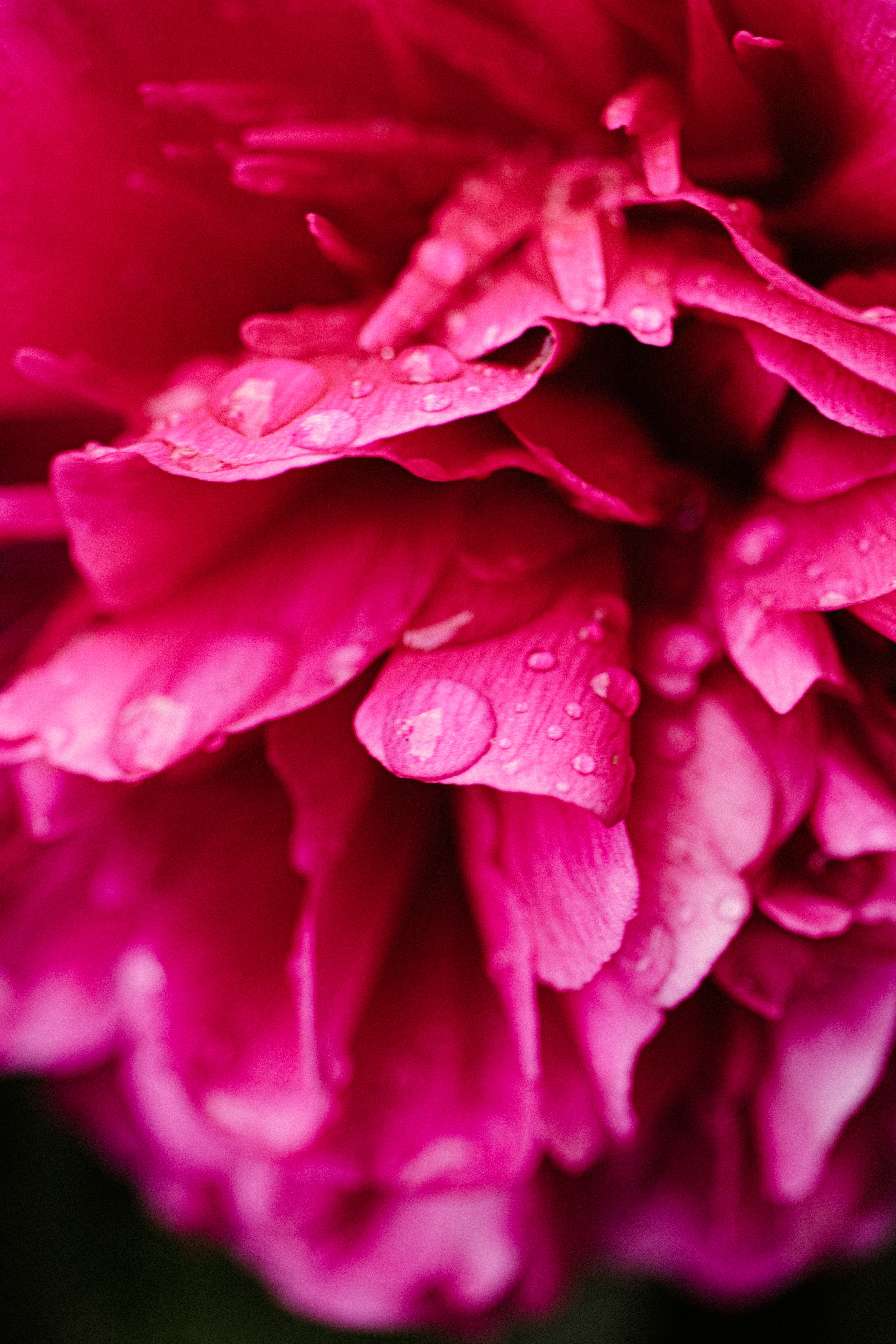 Laden Sie das Blume, Drops, Pion, Blumen, Blütenblätter, Pfingstrose-Bild kostenlos auf Ihren PC-Desktop herunter