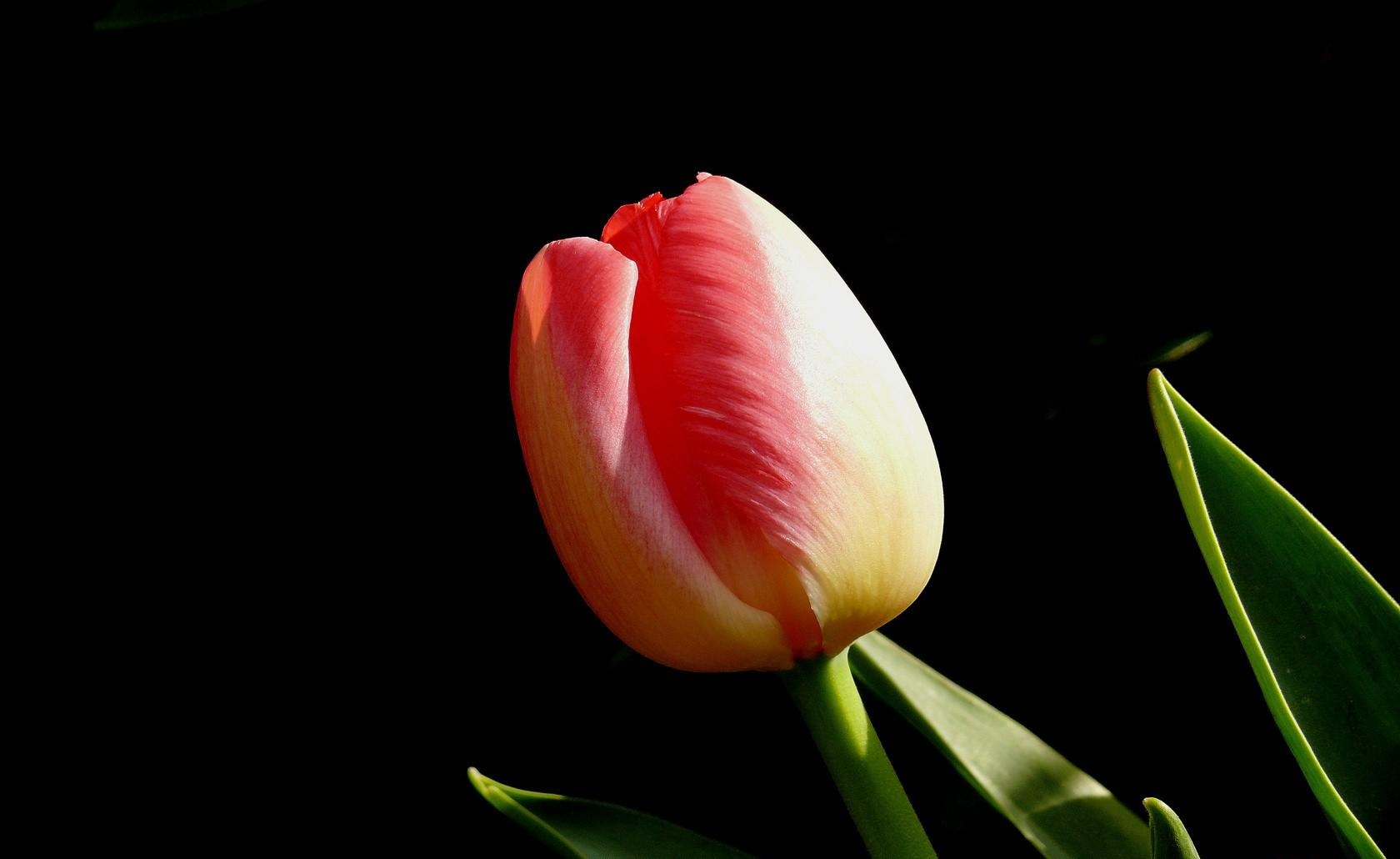 Laden Sie das Knospe, Bud, Tulip, Blume, Tulpe, Blumen, Schwarzer Hintergrund-Bild kostenlos auf Ihren PC-Desktop herunter