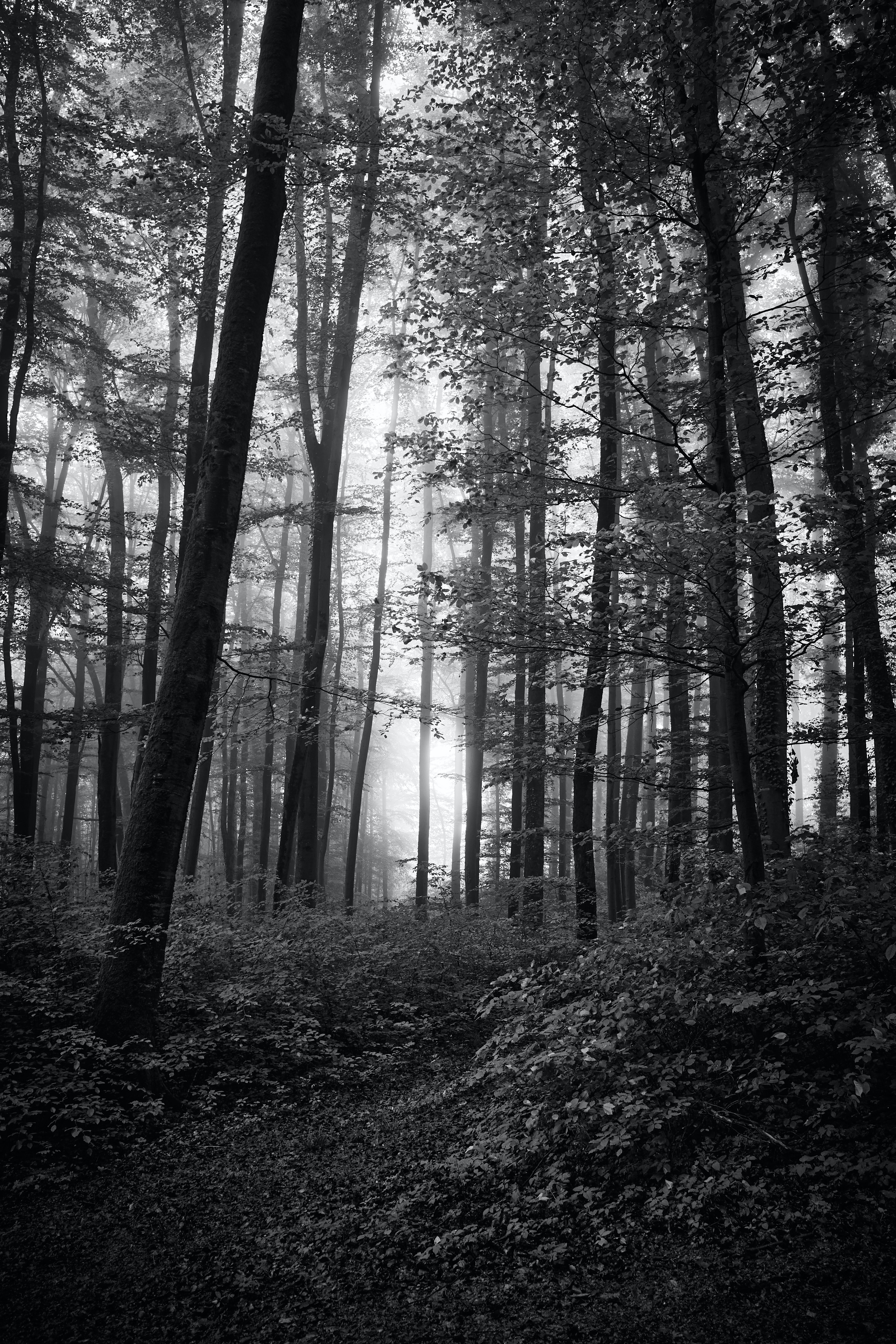 forest, beams, nature, trees, bush, rays, bw, chb