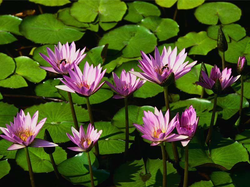 earth, water lily, flower