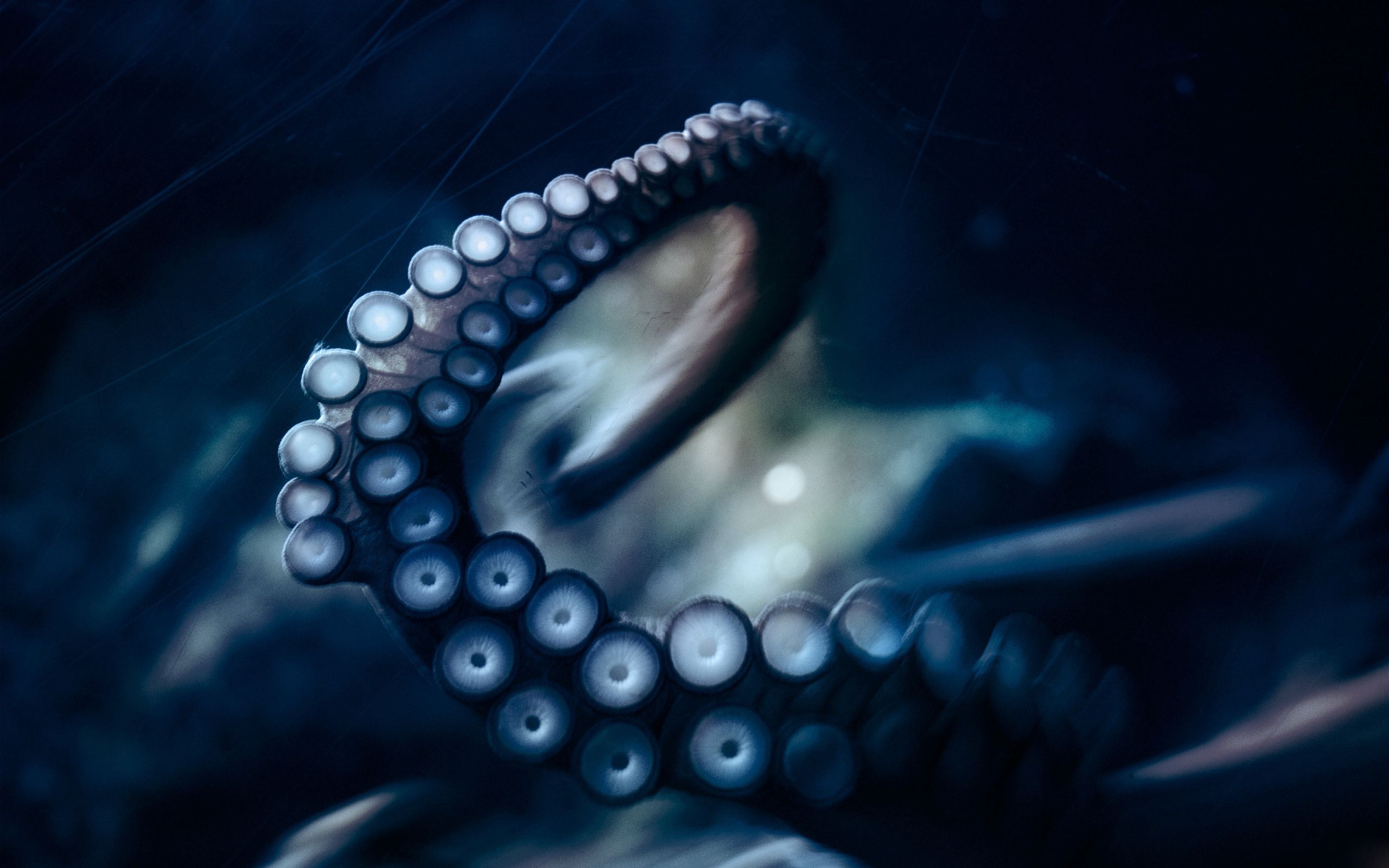 91701 Hintergrundbild herunterladen makro, der verkehr, bewegung, tentakel, tentakeln, saugnäpfe - Bildschirmschoner und Bilder kostenlos