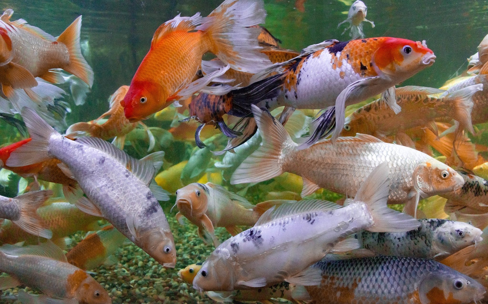 koi, animal, fish, koi carp, fishes Phone Background