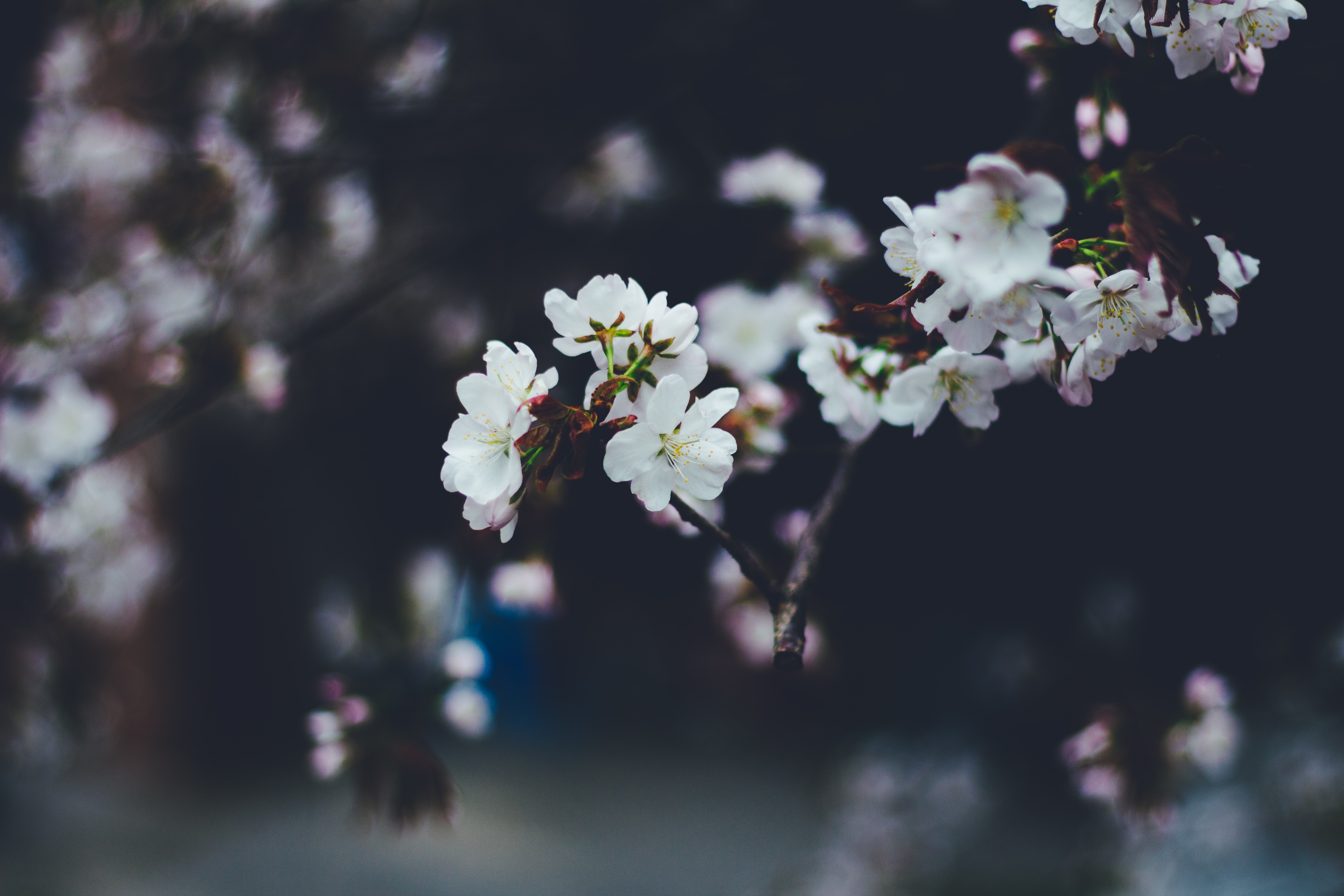 Download mobile wallpaper Spring, Branches, Smooth, Macro, Bloom, Flowering, Flowers, Blur for free.