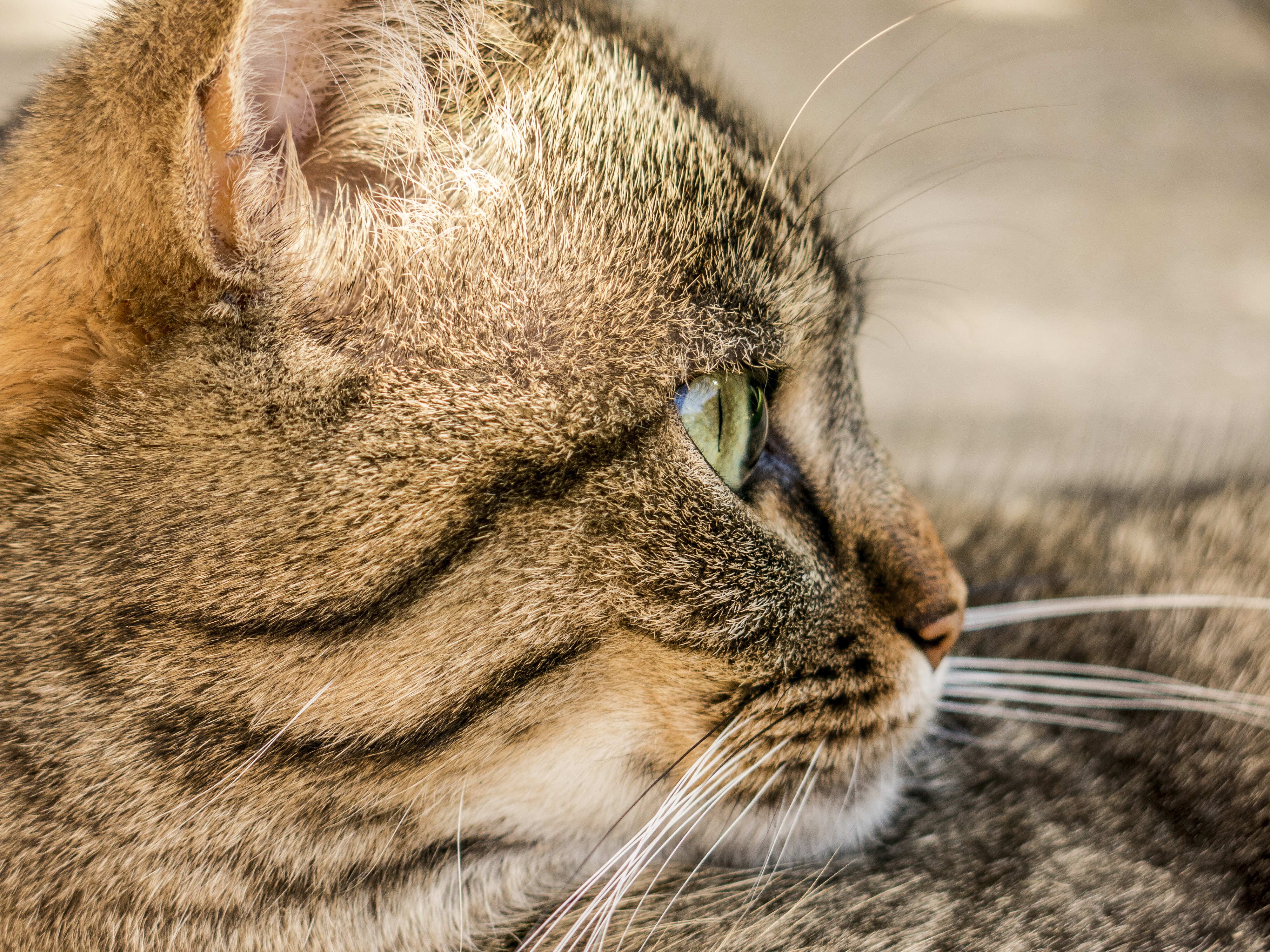 Free download wallpaper Muzzle, Striped, Profile, Animals, Cat on your PC desktop