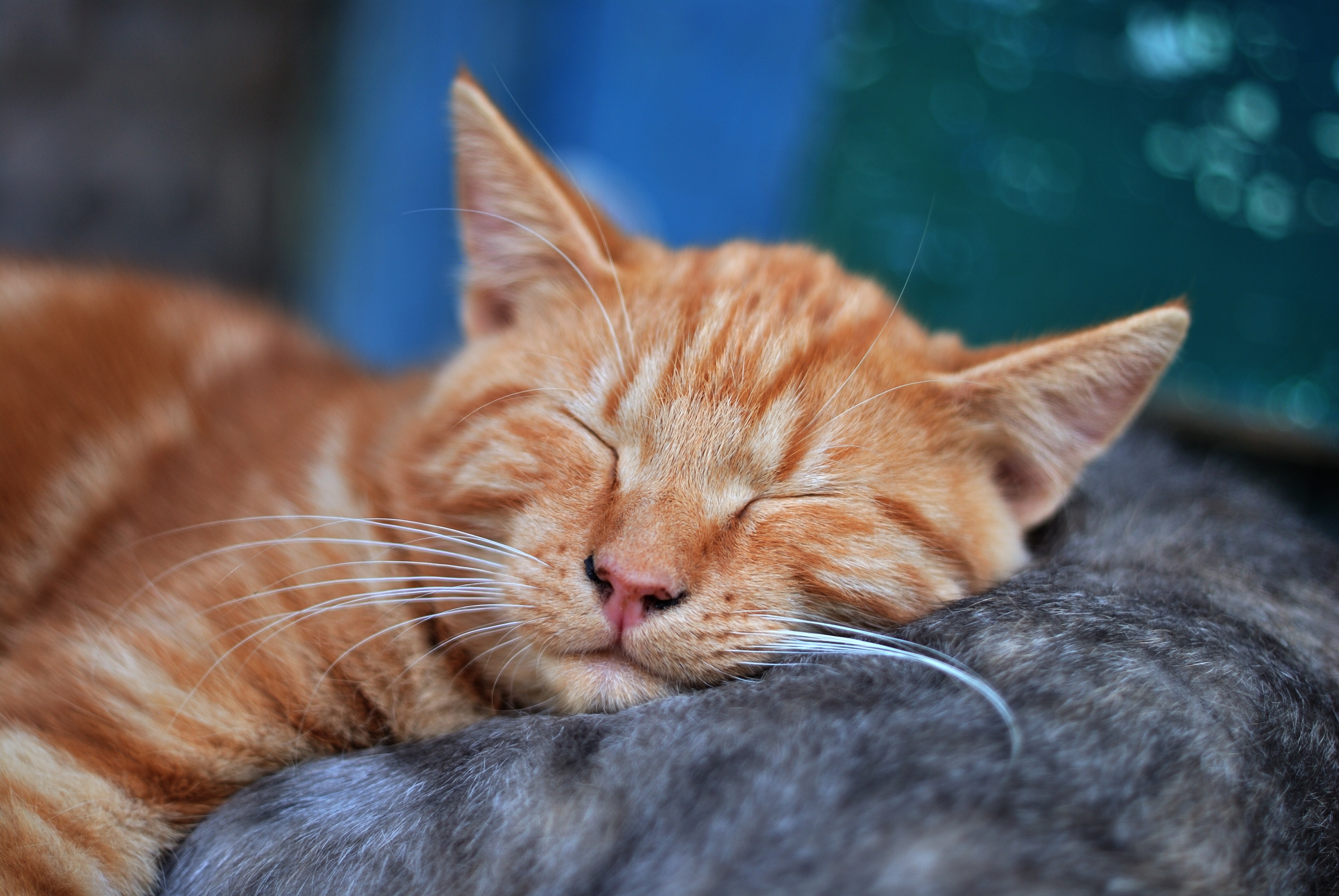 Мечтающая кошка. Сонный кот. Рыжий котенок Эстетика. Рыжие коты Эстетика.