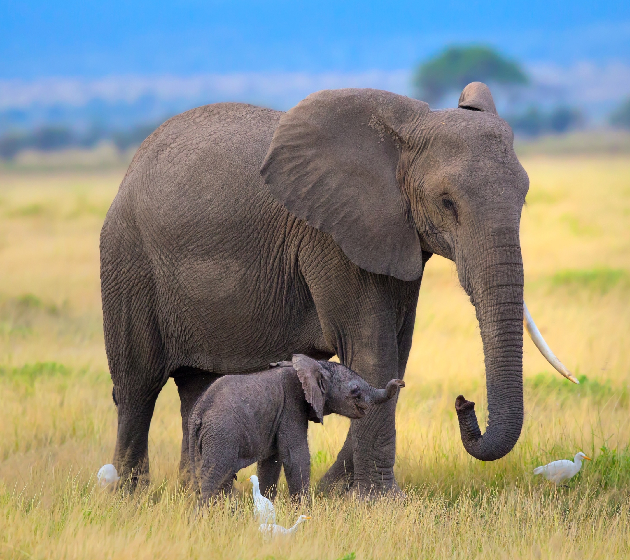 Африканские и индийские слоны 1 класс. Размножение хоботных. Слон. Слоны картинки. Африканский слон.