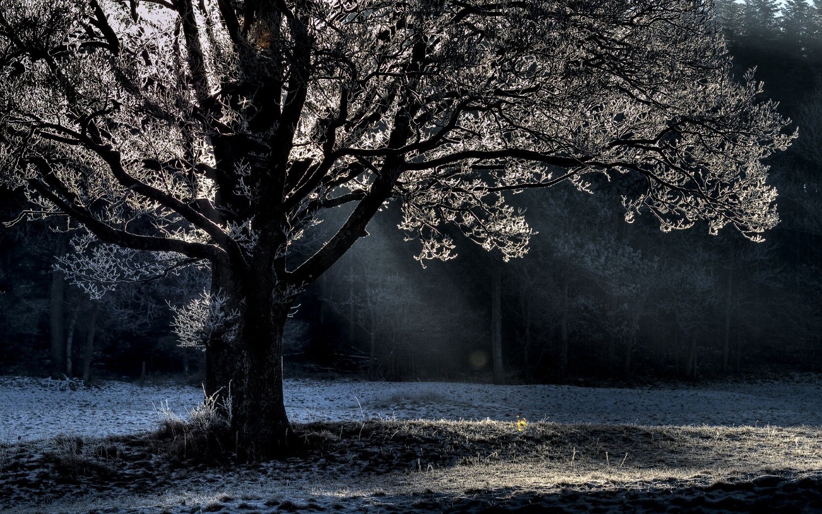 tree, nature, shine, light, wood, beams, rays, branches, branch, frost, hoarfrost