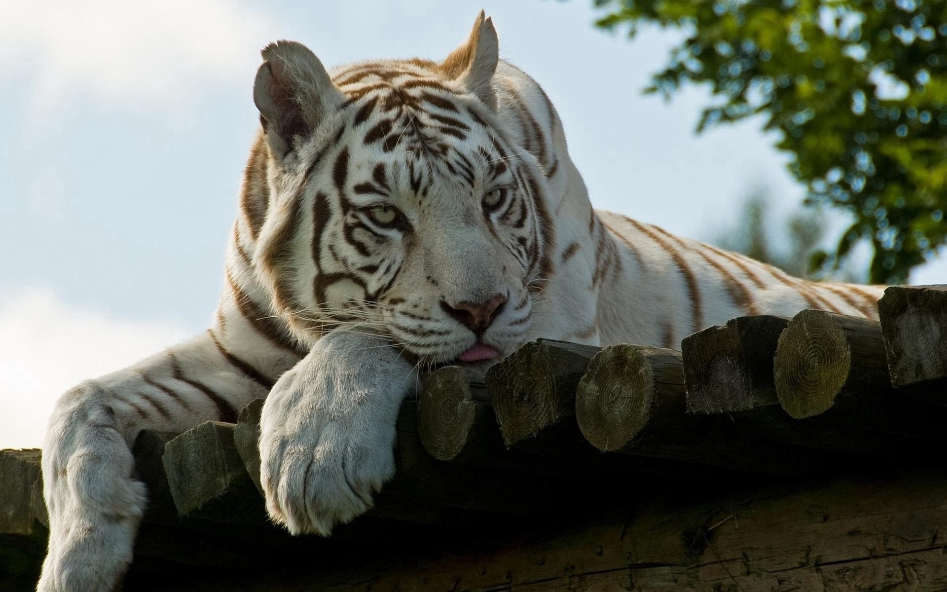 Скачать картинку Белый Тигр, Уссурийский, Животные, Лежать, Полосатый в телефон бесплатно.