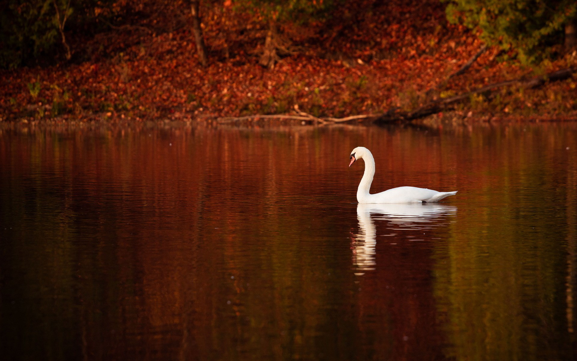 Mobile HD Wallpaper Swan 