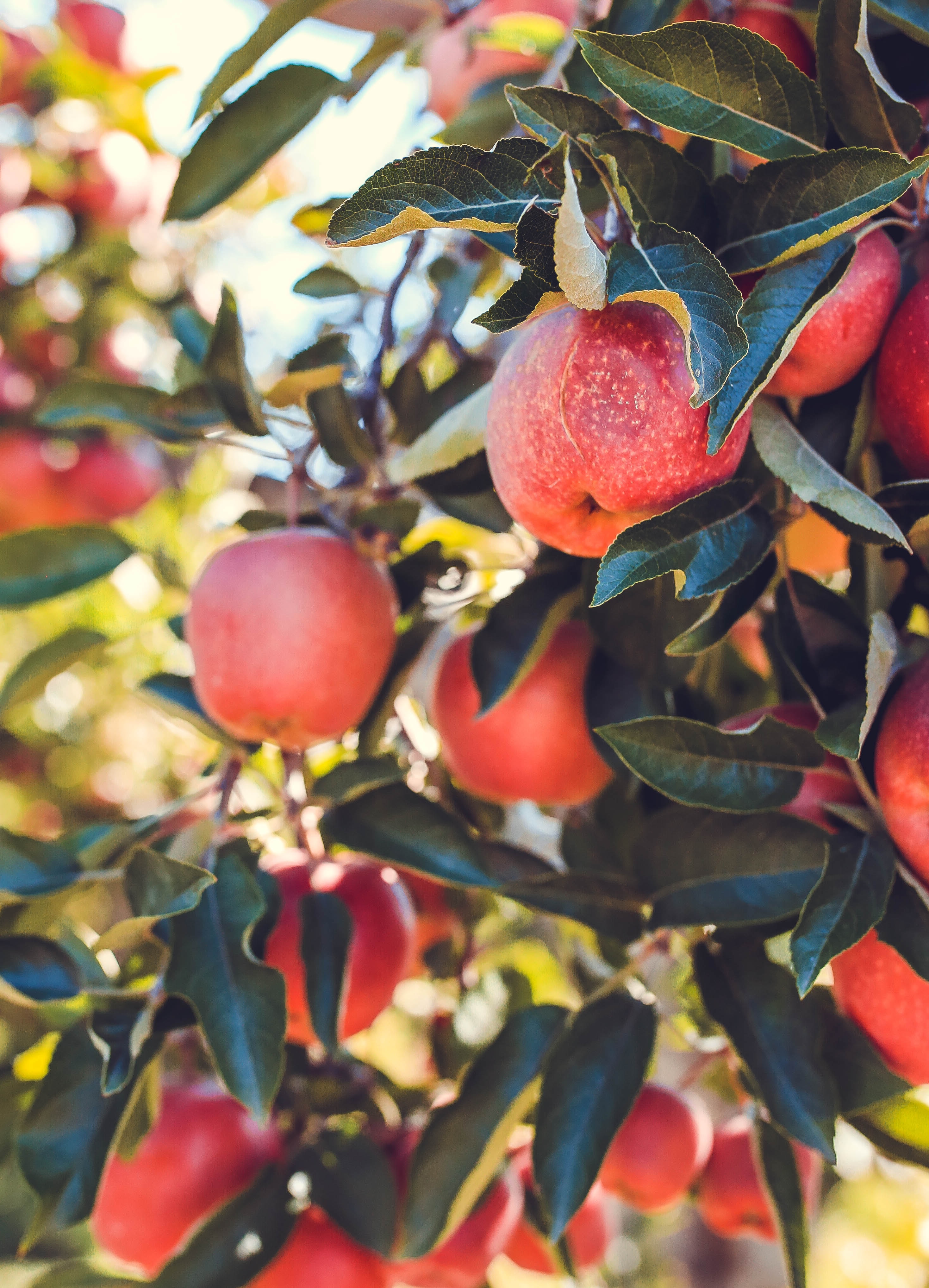 119063 baixar papel de parede frutas, comida, maçãs, vermelho, maduro, colheita - protetores de tela e imagens gratuitamente