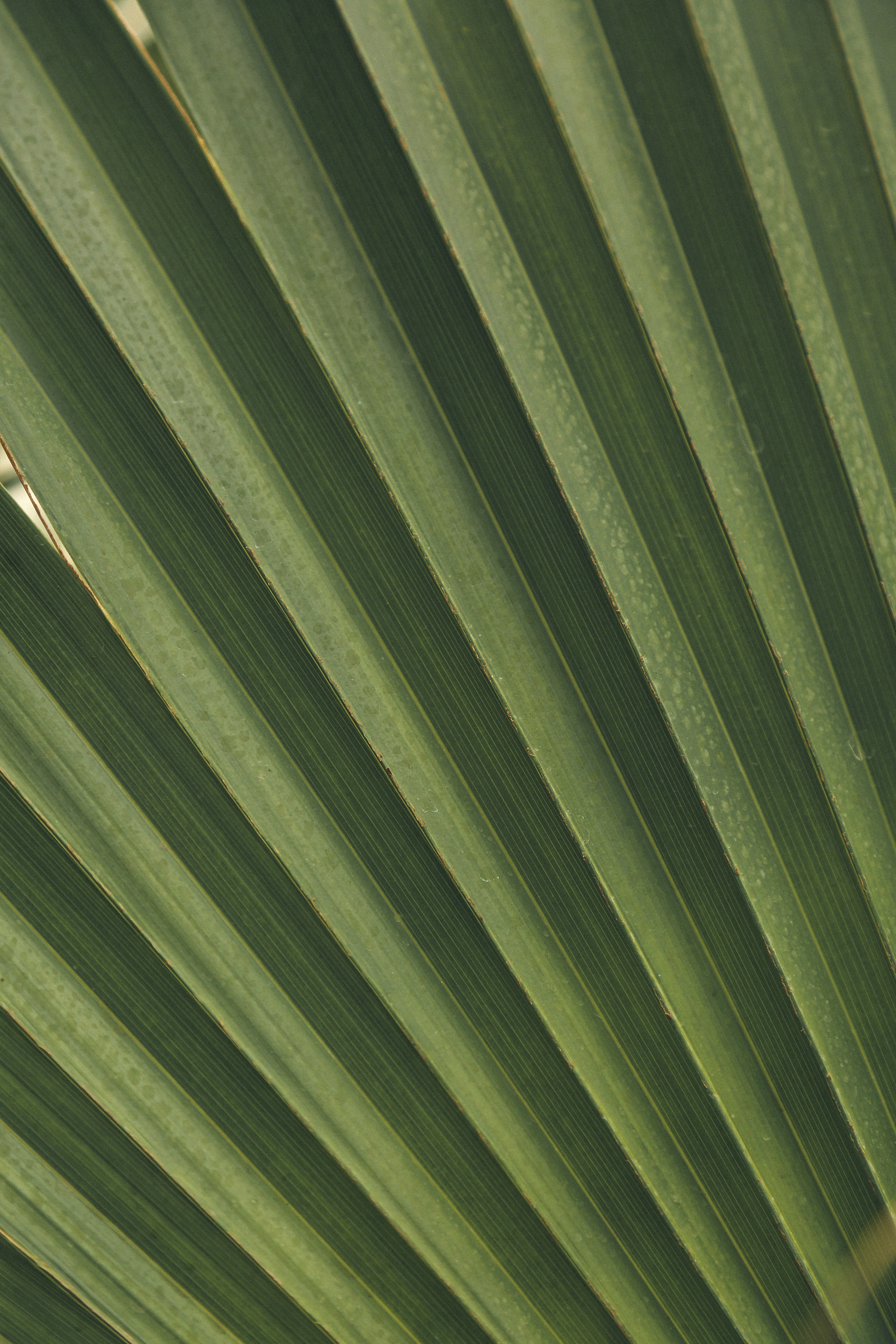 Download mobile wallpaper Branch, Macro, Palm, Leaves for free.
