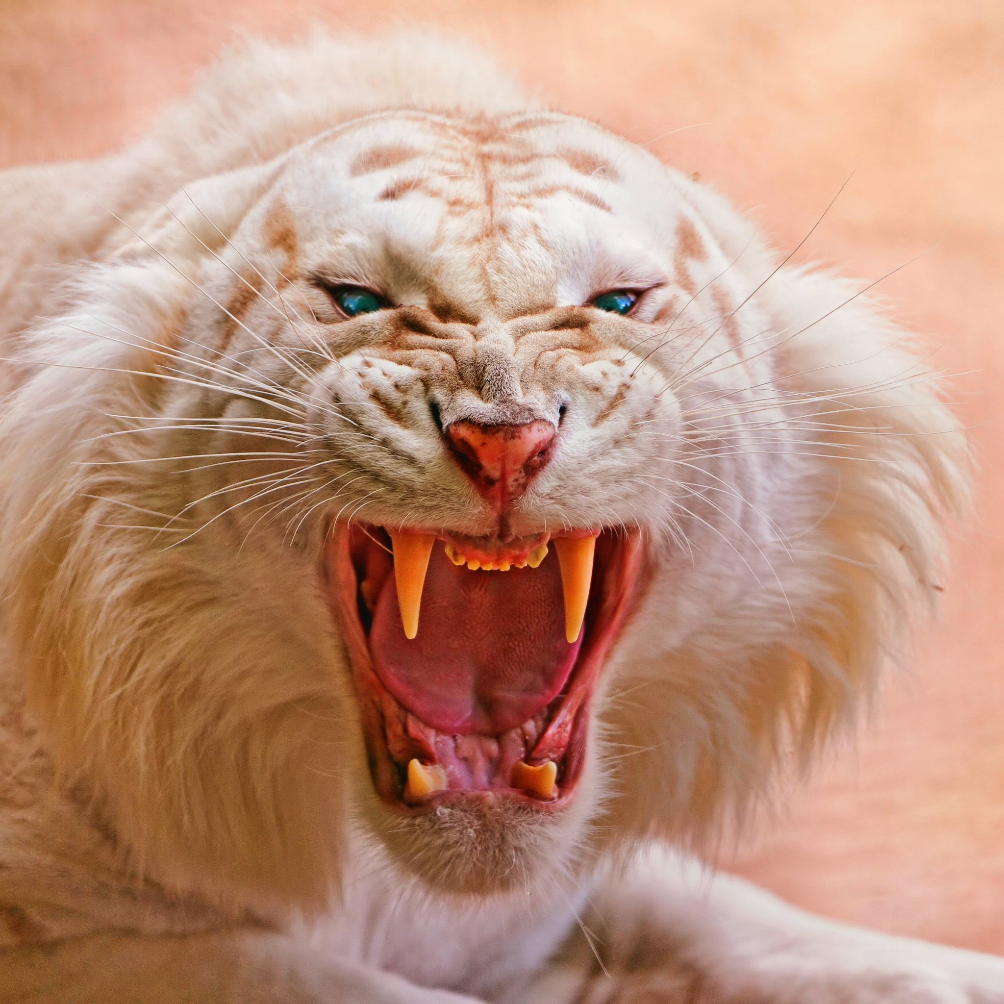1093509 Bild herunterladen tiere, weißer tiger, albino, säugetier, sibirisch, tiger, katze, katzen - Hintergrundbilder und Bildschirmschoner kostenlos