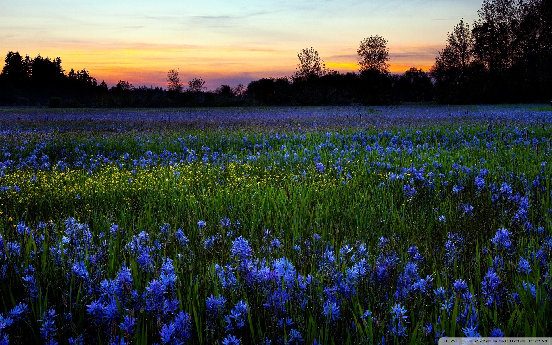 Download mobile wallpaper Flowers, Sunset, Landscape, Fields for free.