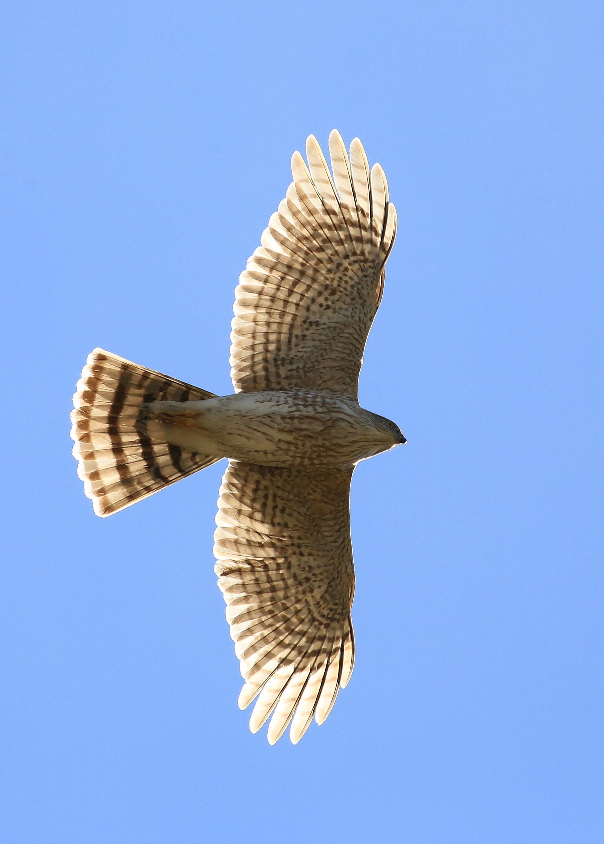 Free download wallpaper Sky, Bird, Flight, Hawk, Wings, Animals on your PC desktop